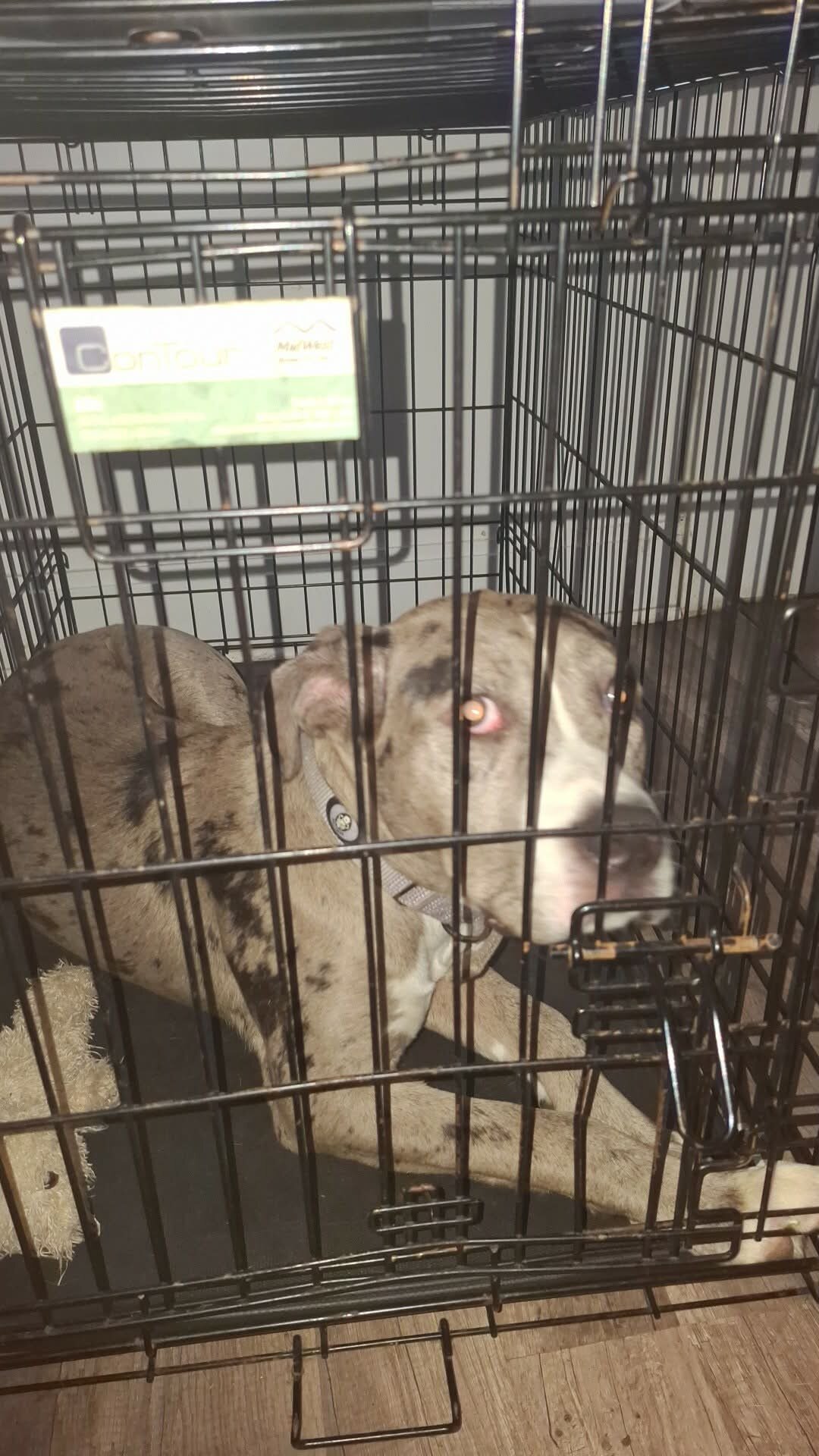 Pup image 1