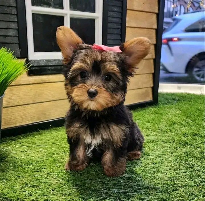 Adorable Yorkie puppies for adoption image 1