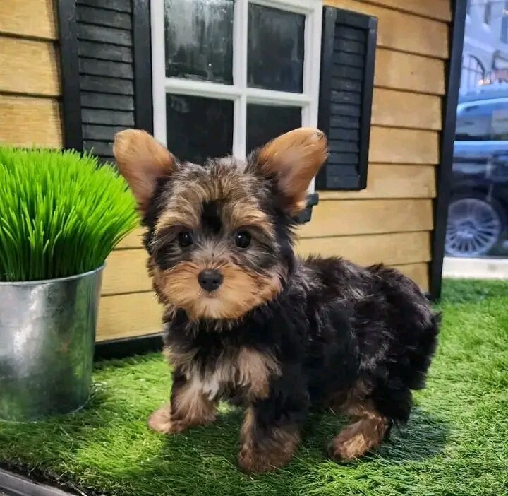 Adorable Yorkie puppies for adoption image 3