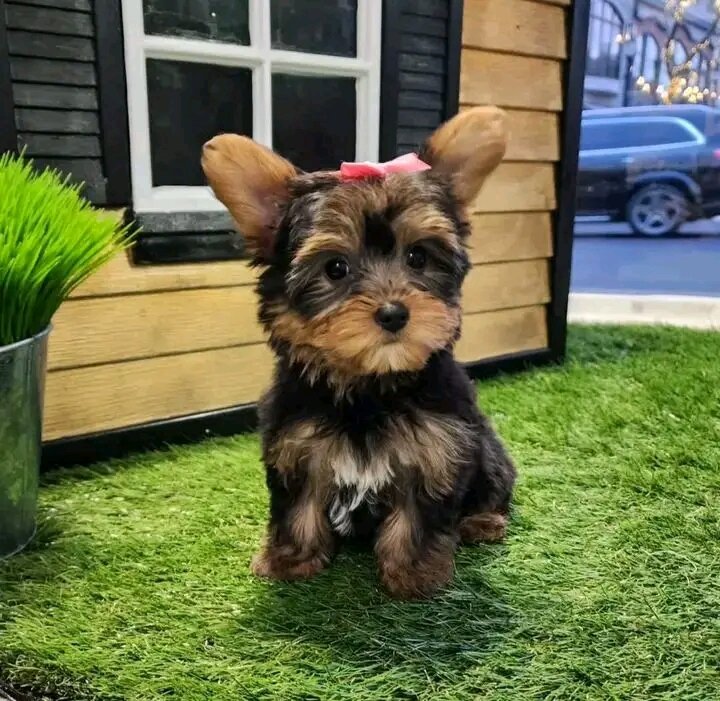 Adorable Yorkie puppies for adoption image 4