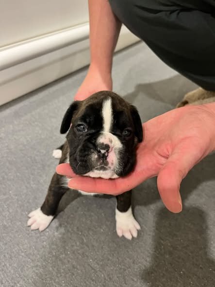 Brindle Boxer Puppies ready to go home October 9th image 6