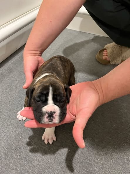 Brindle Boxer Puppies ready to go home October 9th image 2