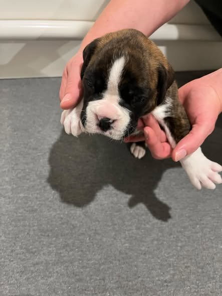 Brindle Boxer Puppies ready to go home October 9th image 3