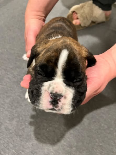 Brindle Boxer Puppies ready to go home October 9th image 4