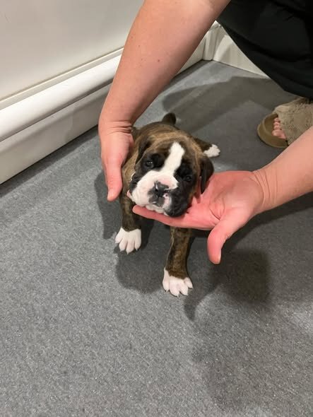 Brindle Boxer Puppies ready to go home October 9th image 5