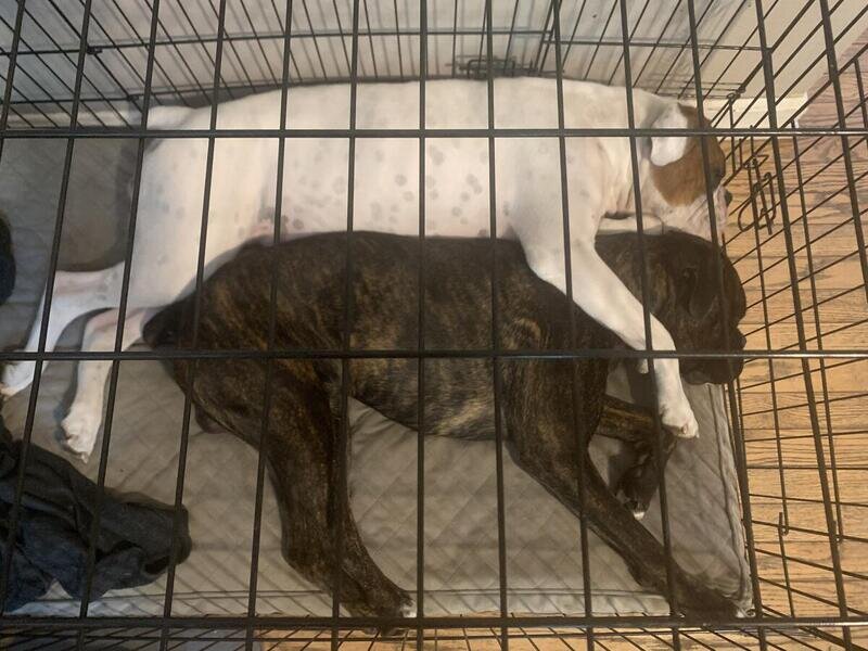 Brindle Boxer Puppies ready to go home October 9th image 10