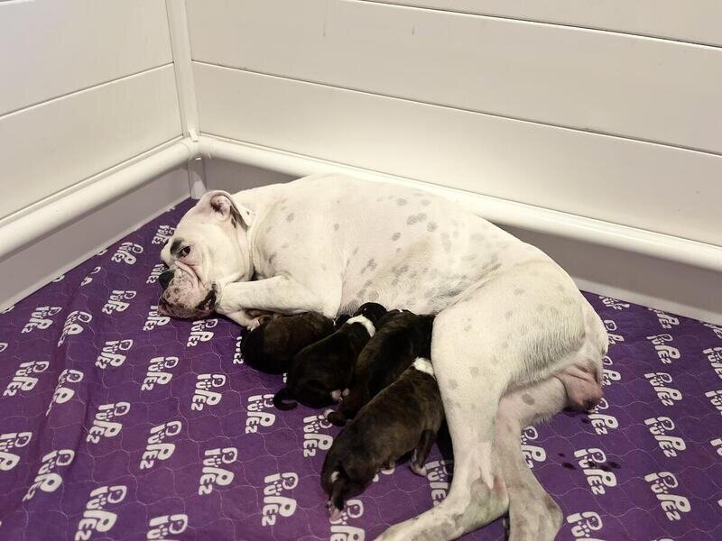 Brindle Boxer Puppies ready to go home October 9th image 8
