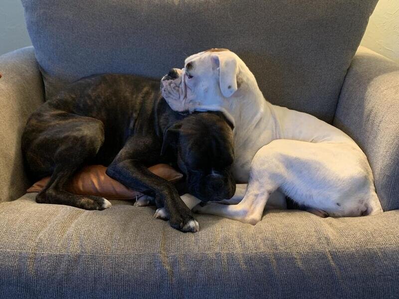Brindle Boxer Puppies ready to go home October 9th image 9