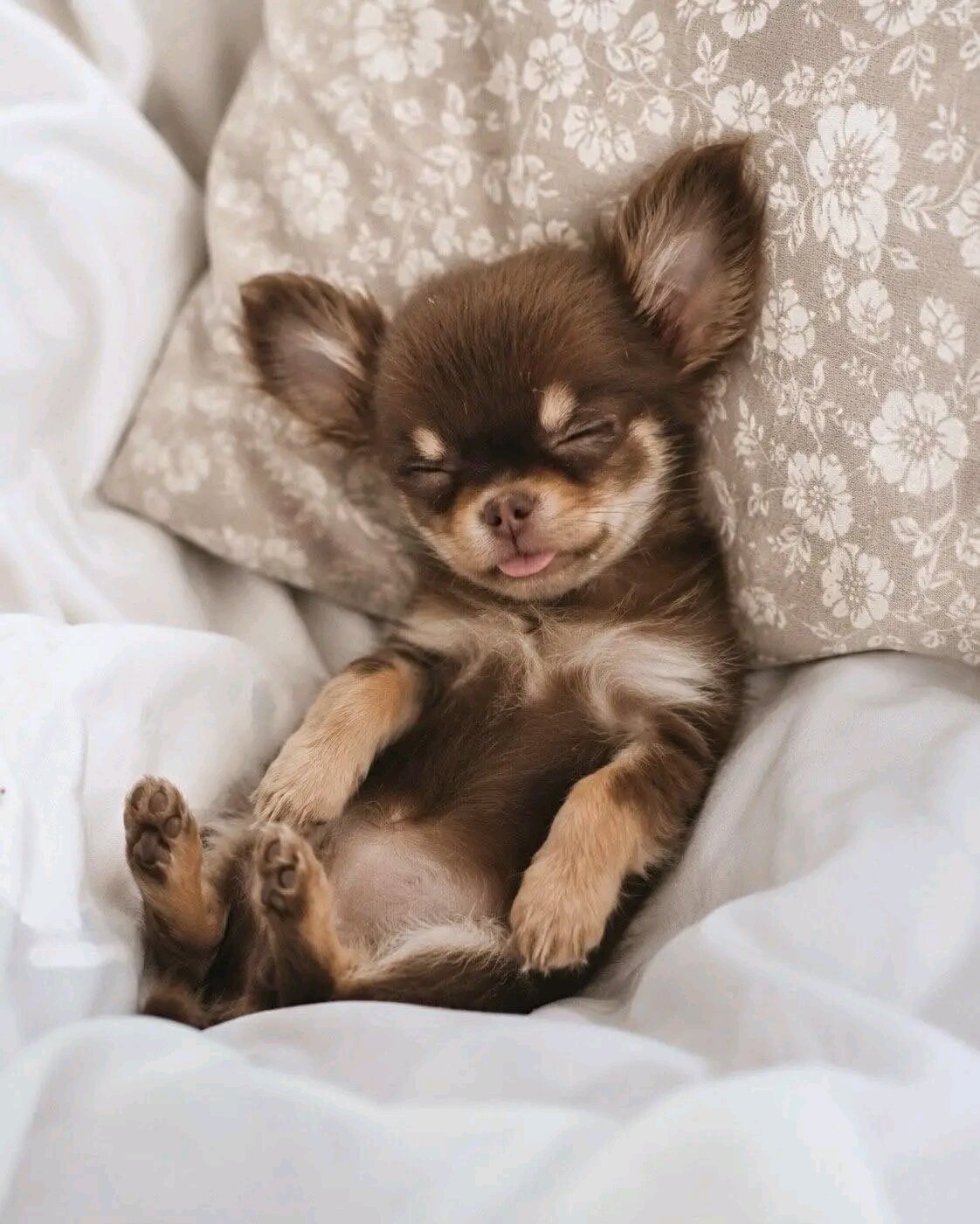 AKC registered Chihuahua puppy ready for adoption image 6