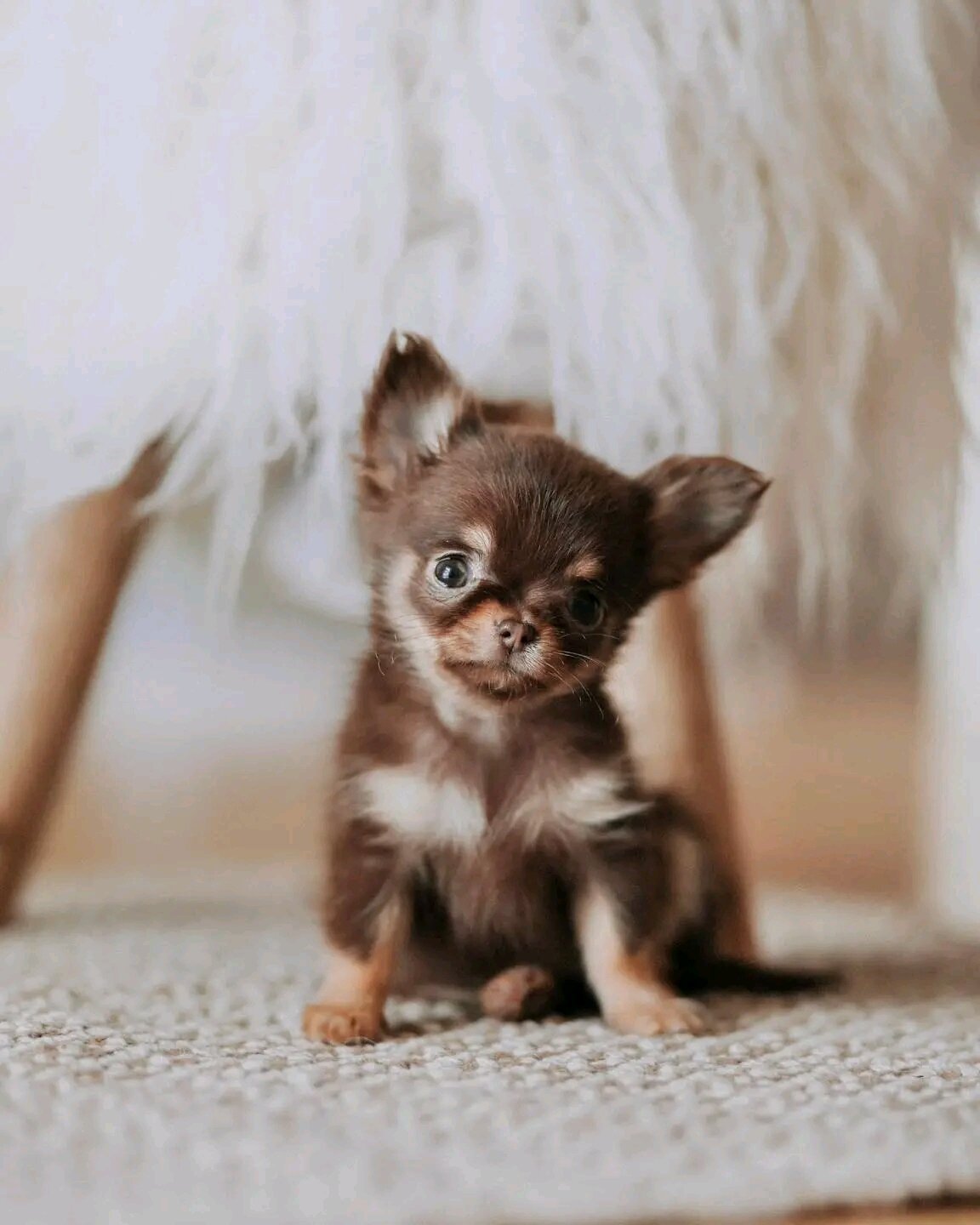 AKC registered Chihuahua puppy ready for adoption image 2