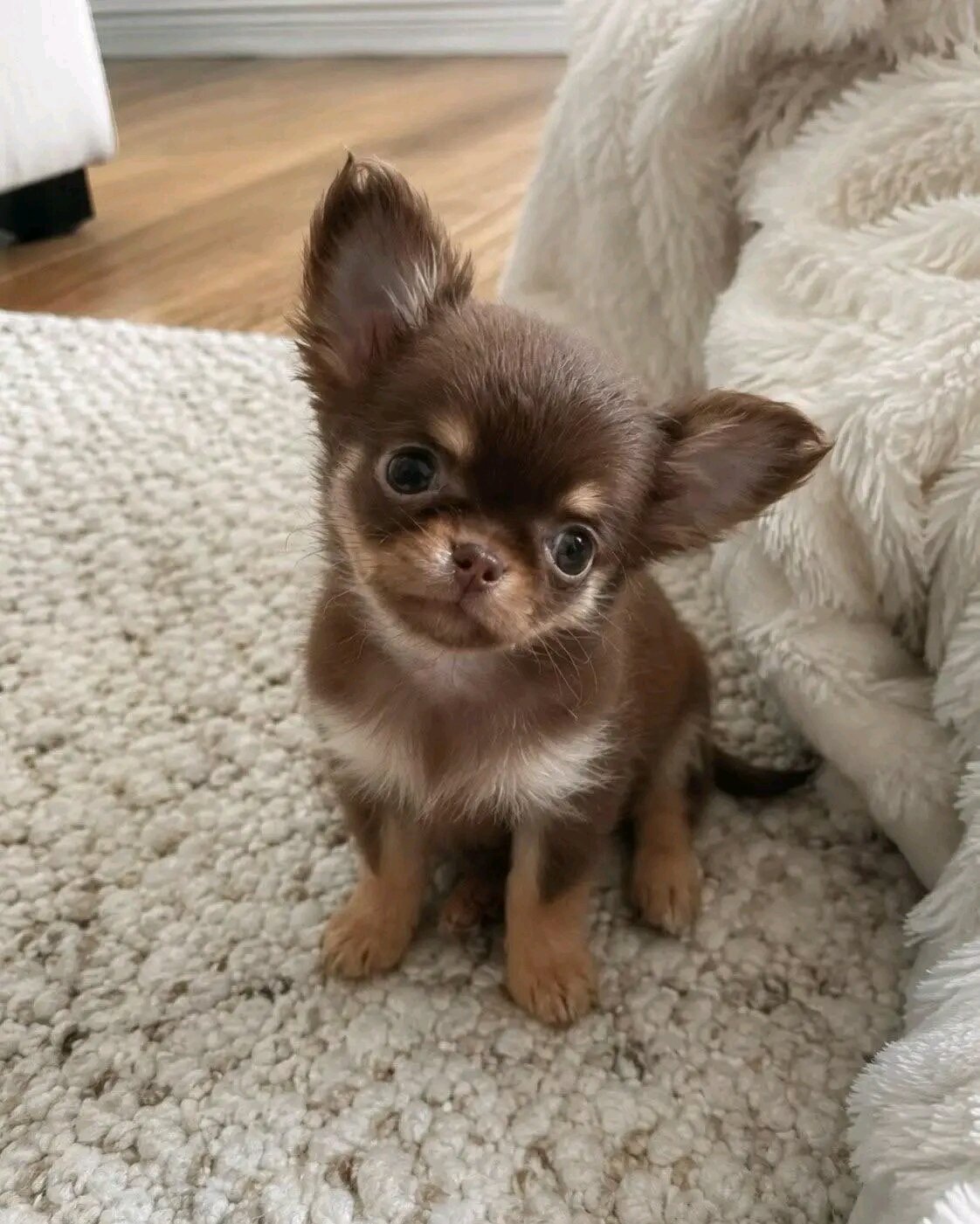 AKC registered Chihuahua puppy ready for adoption image 4