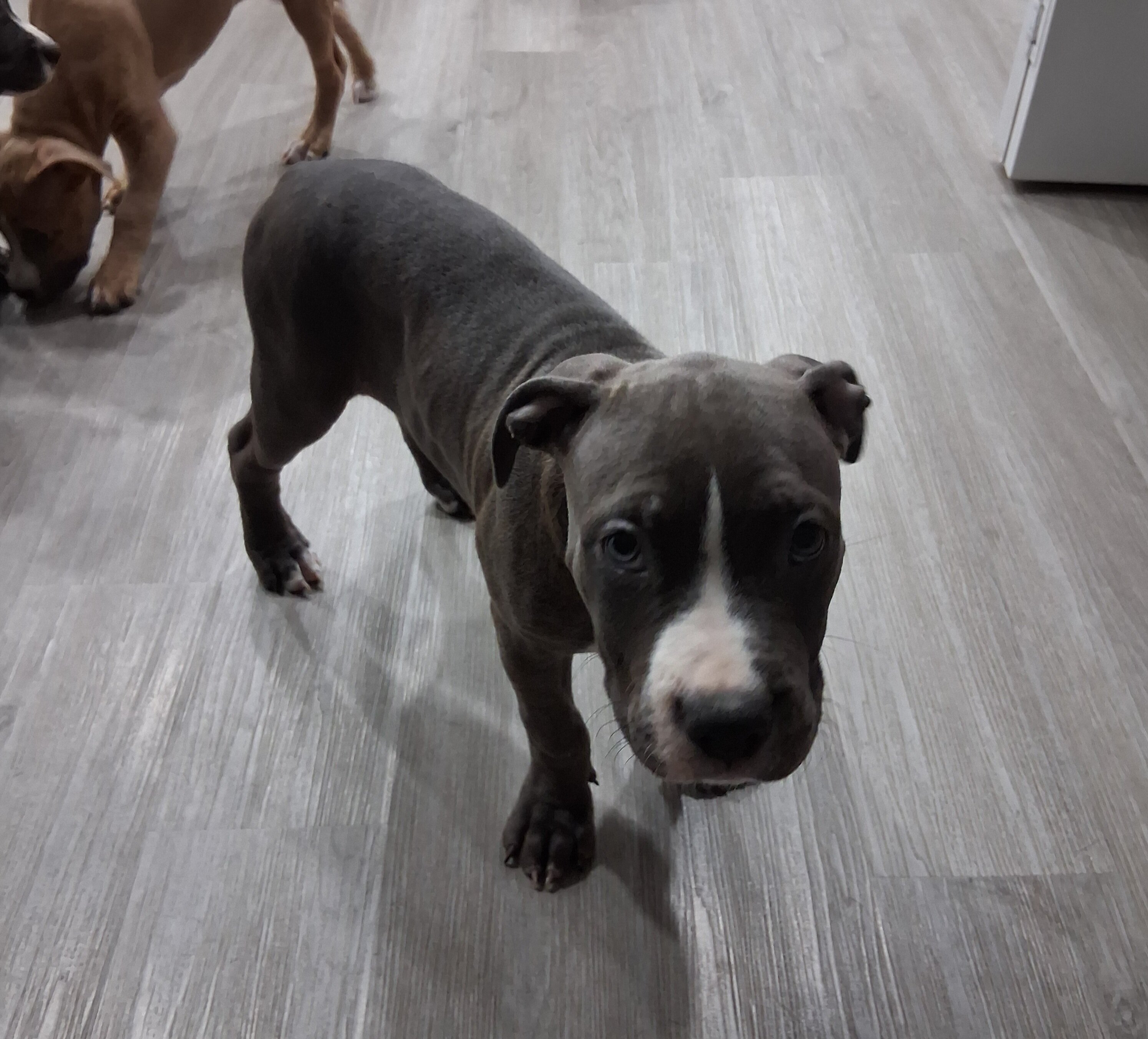 Staffordshire Terriers puppies image 1