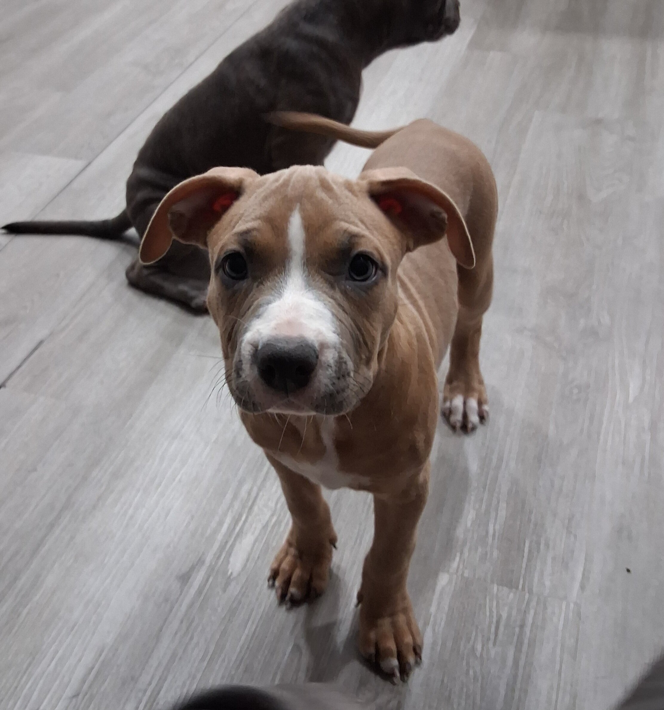 Staffordshire Terriers puppies image 2