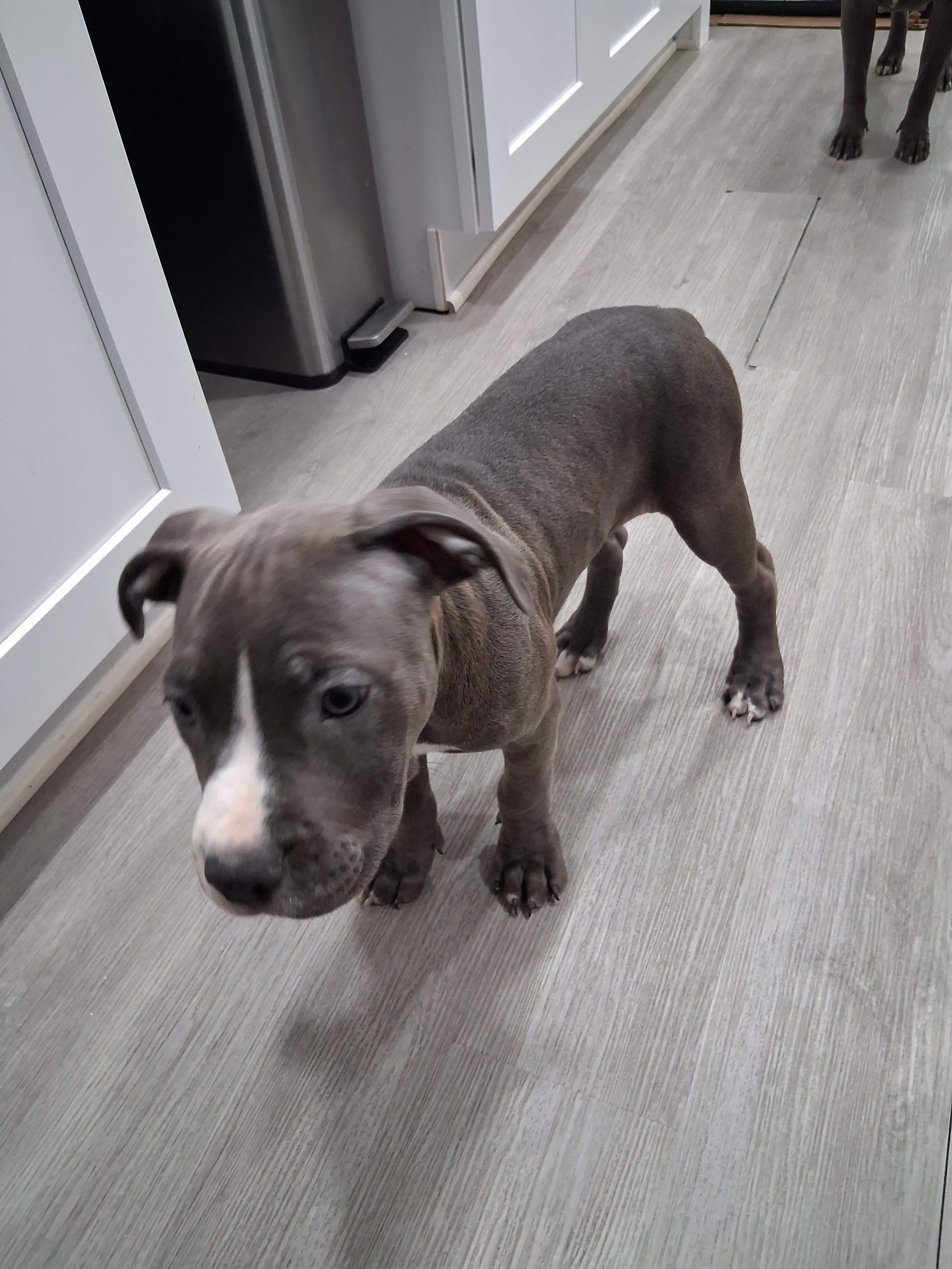 Staffordshire Terriers puppies image 4