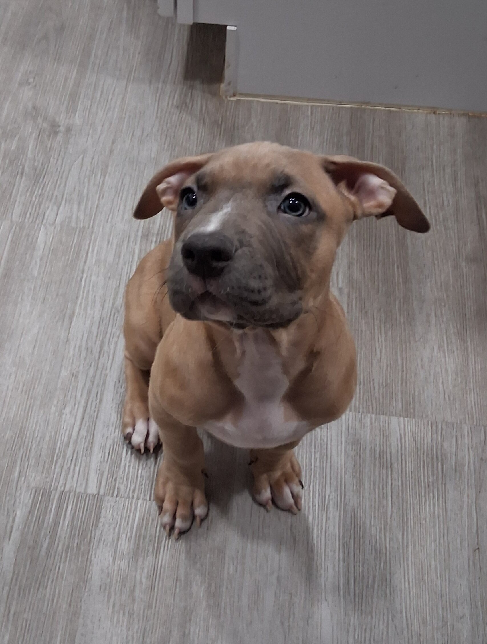 Staffordshire Terriers puppies image 3