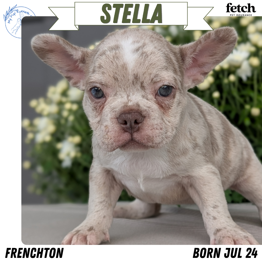 FRENCHTON PUPS image 2