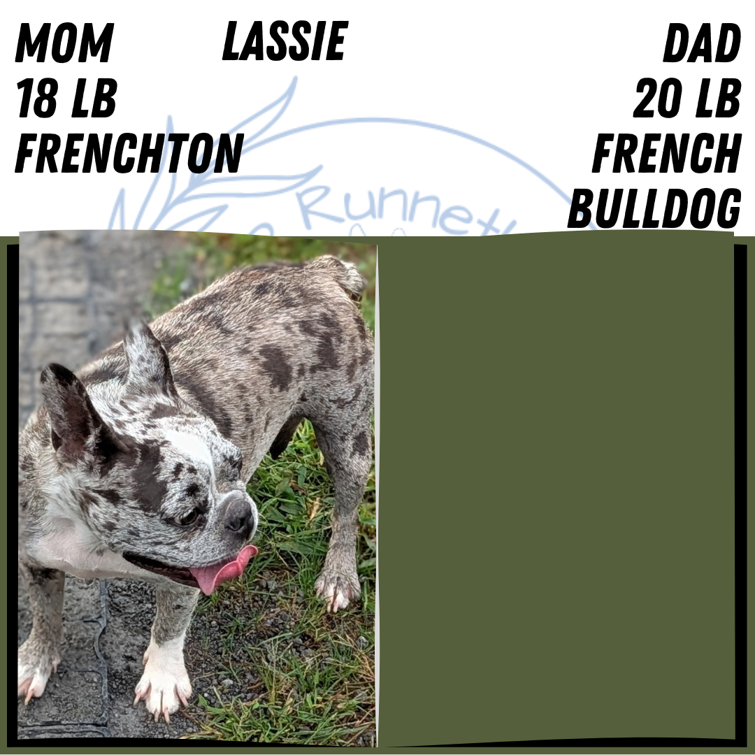 FRENCHTON PUPS image 4