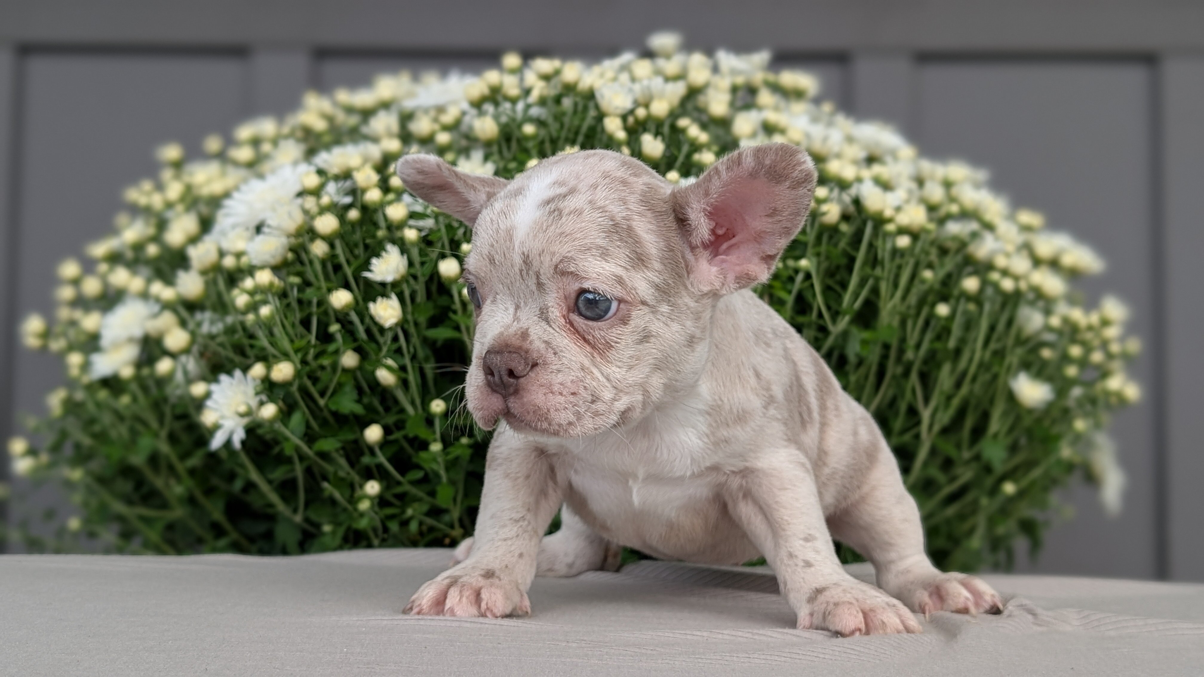 FRENCHTON PUPS image 6