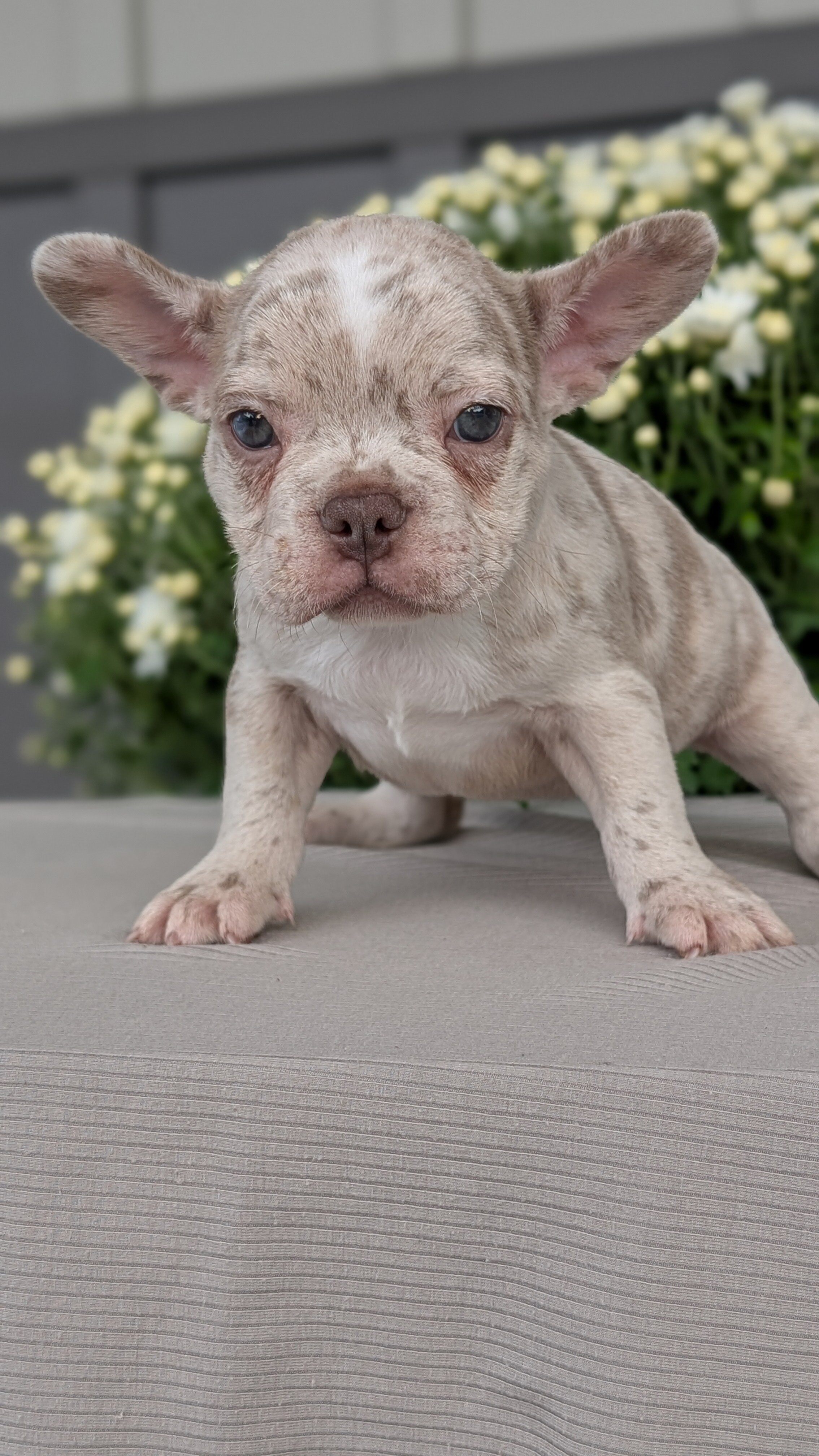 FRENCHTON PUPS image 5