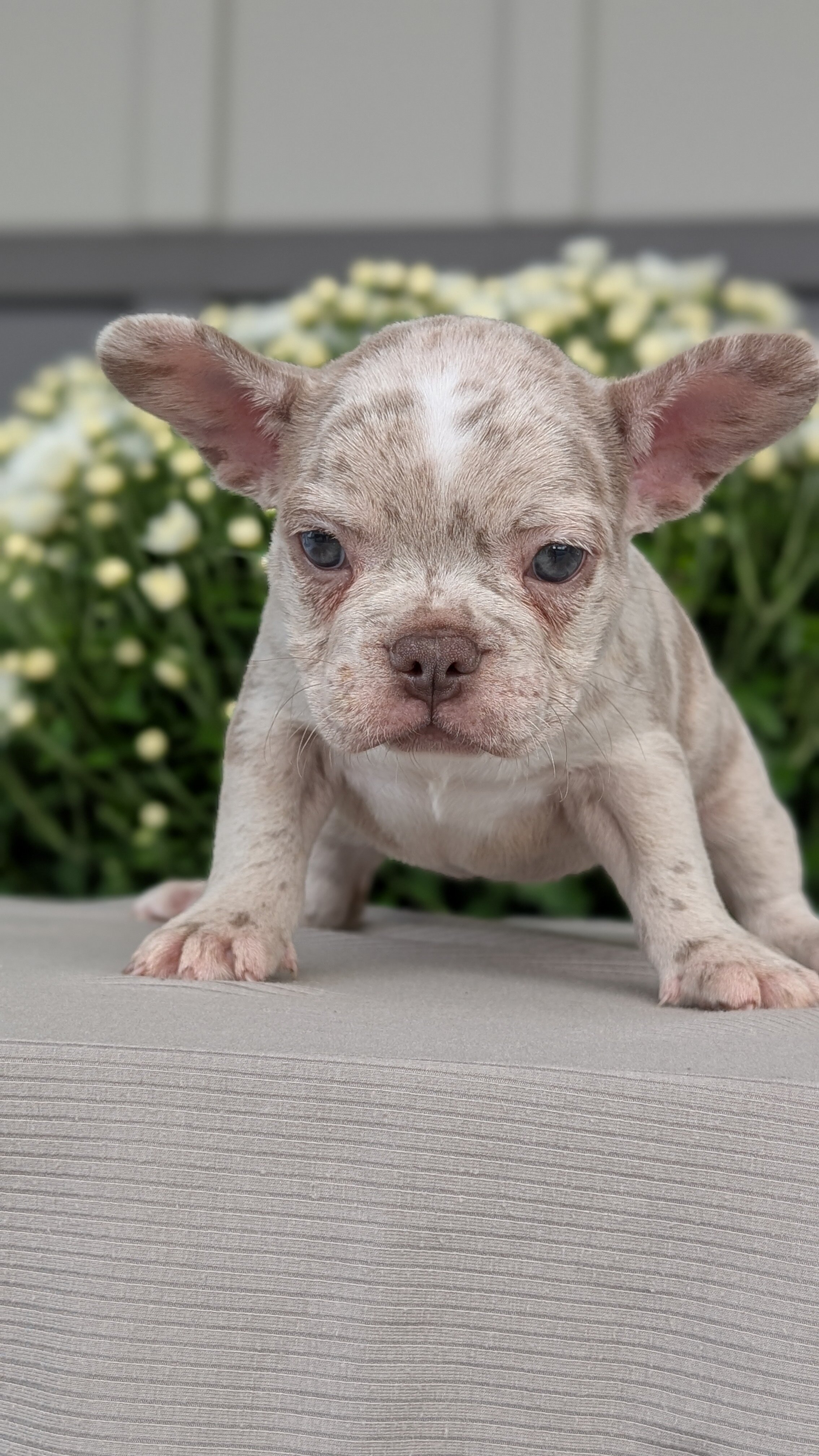FRENCHTON PUPS image 7