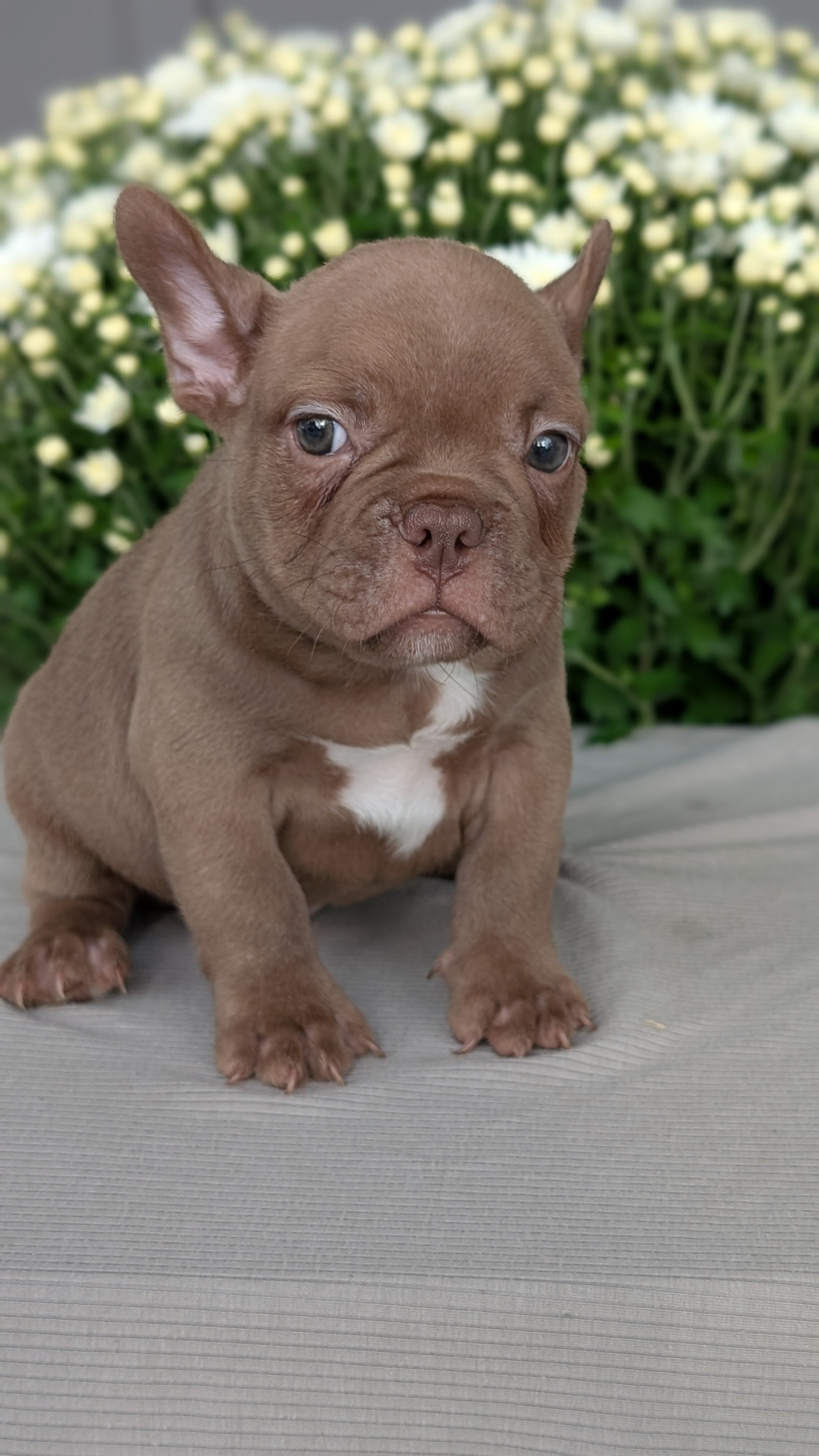 FRENCHTON PUPS image 8