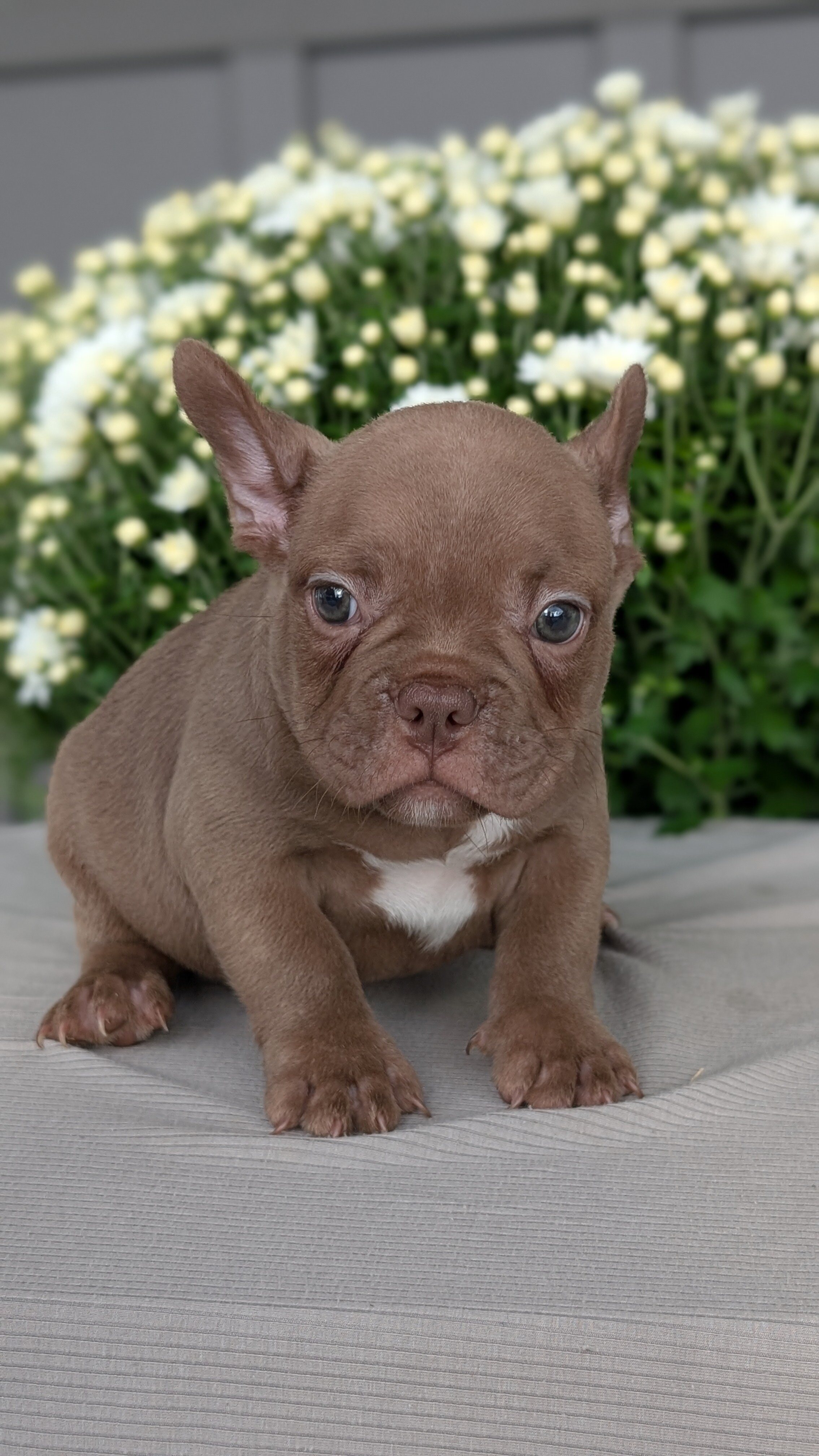 FRENCHTON PUPS image 10