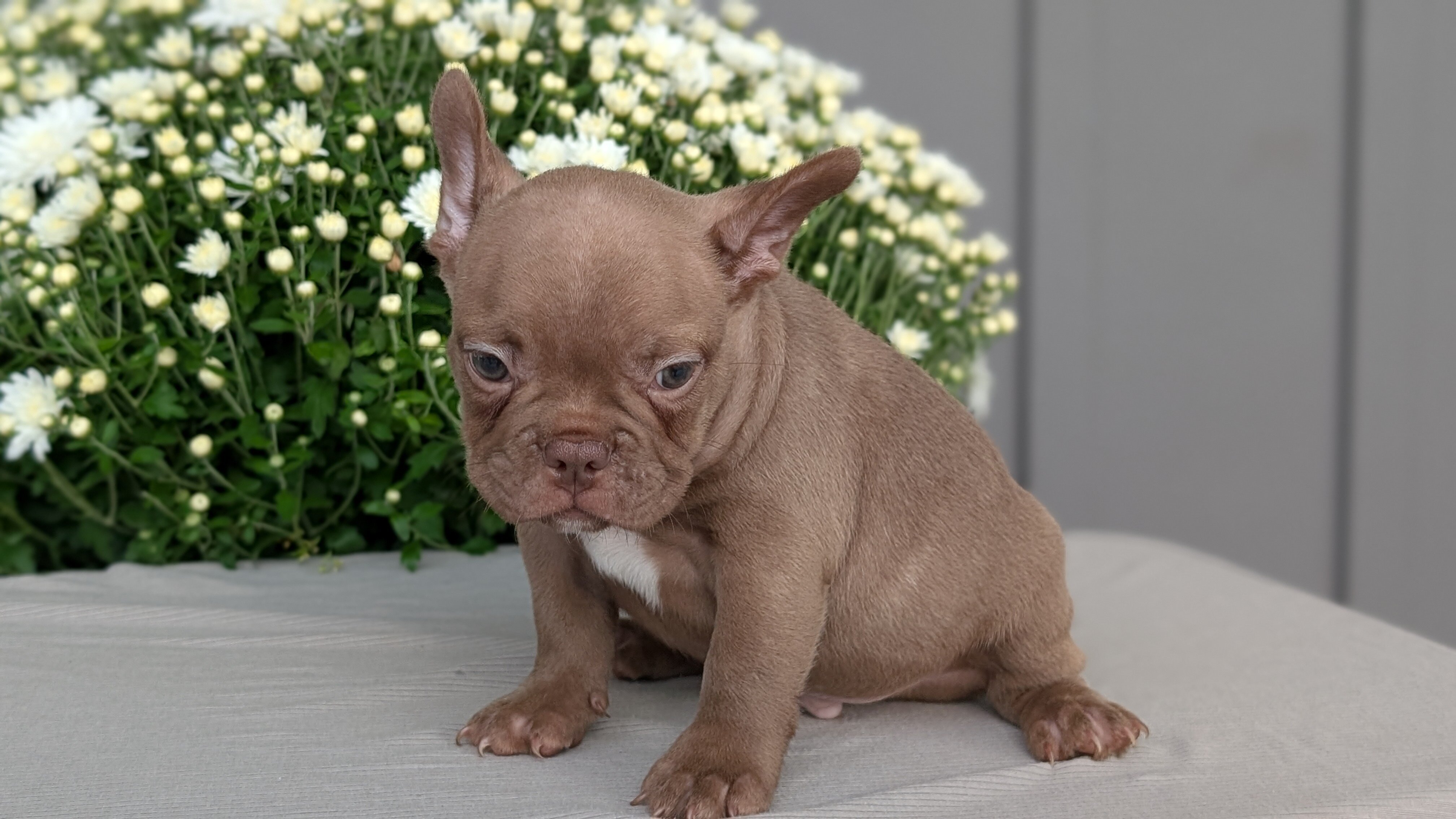 FRENCHTON PUPS image 9