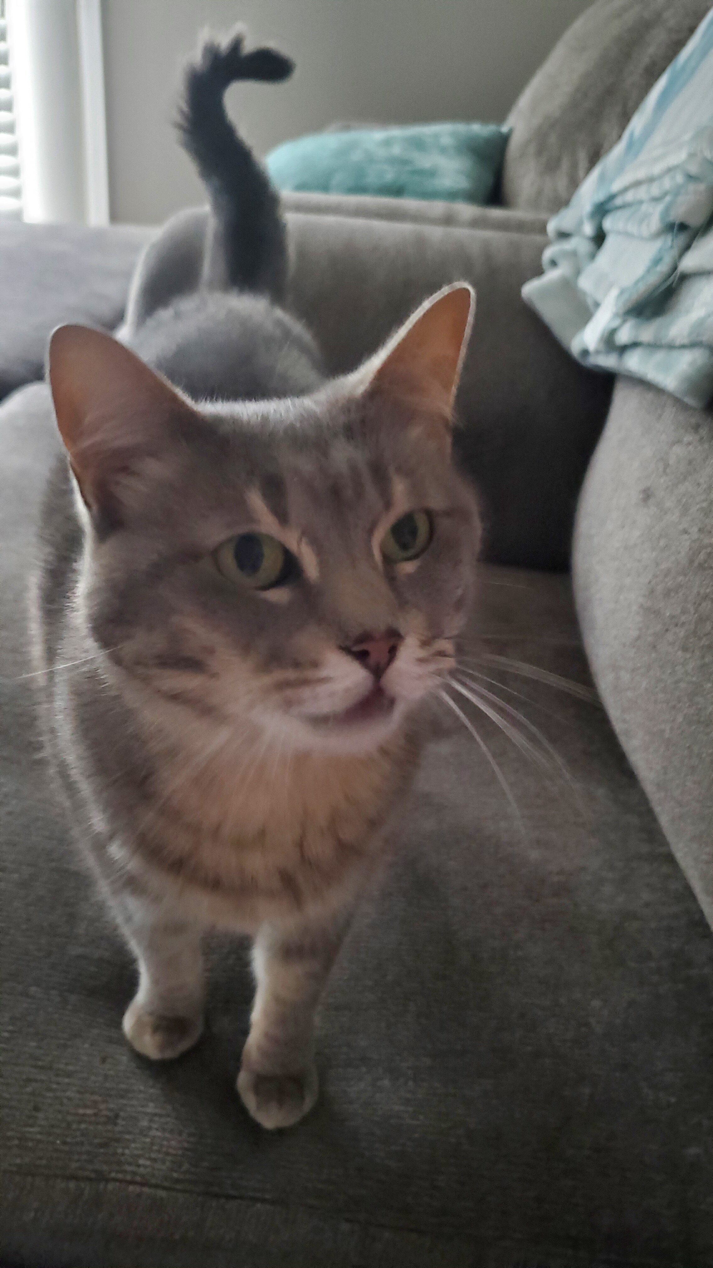 Cat image 1
