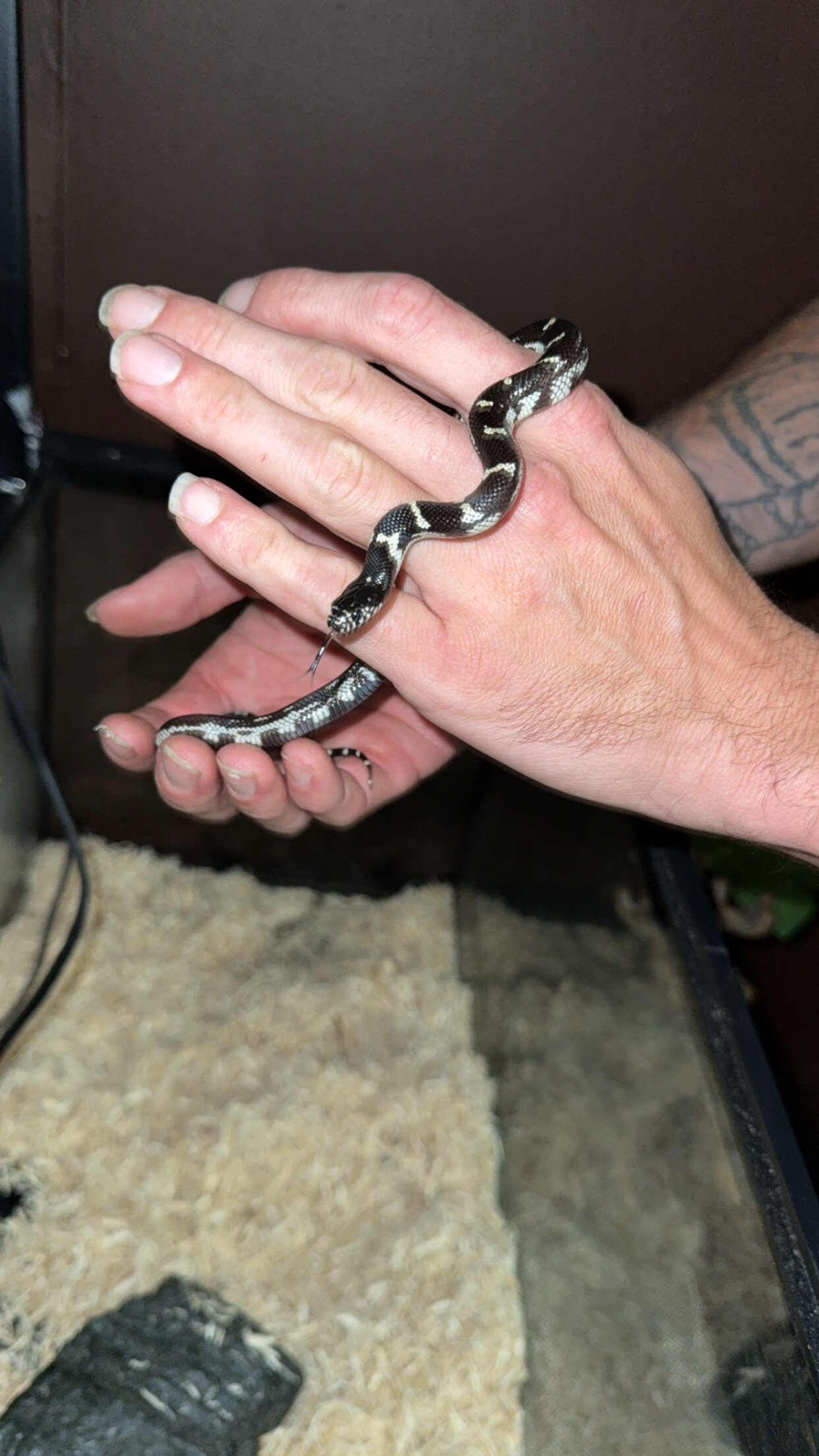 California king snake image 1