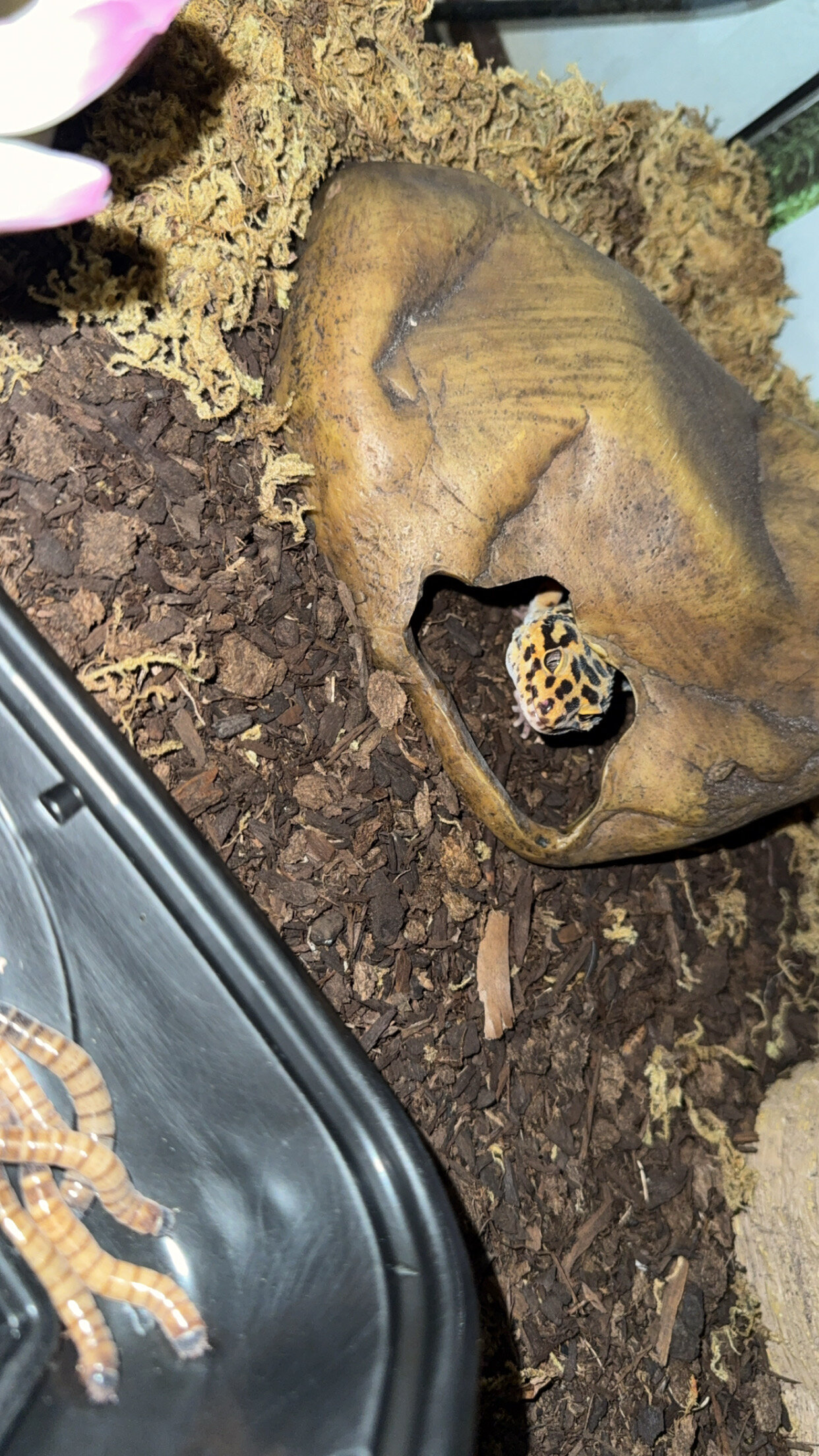 Male gecko image 1