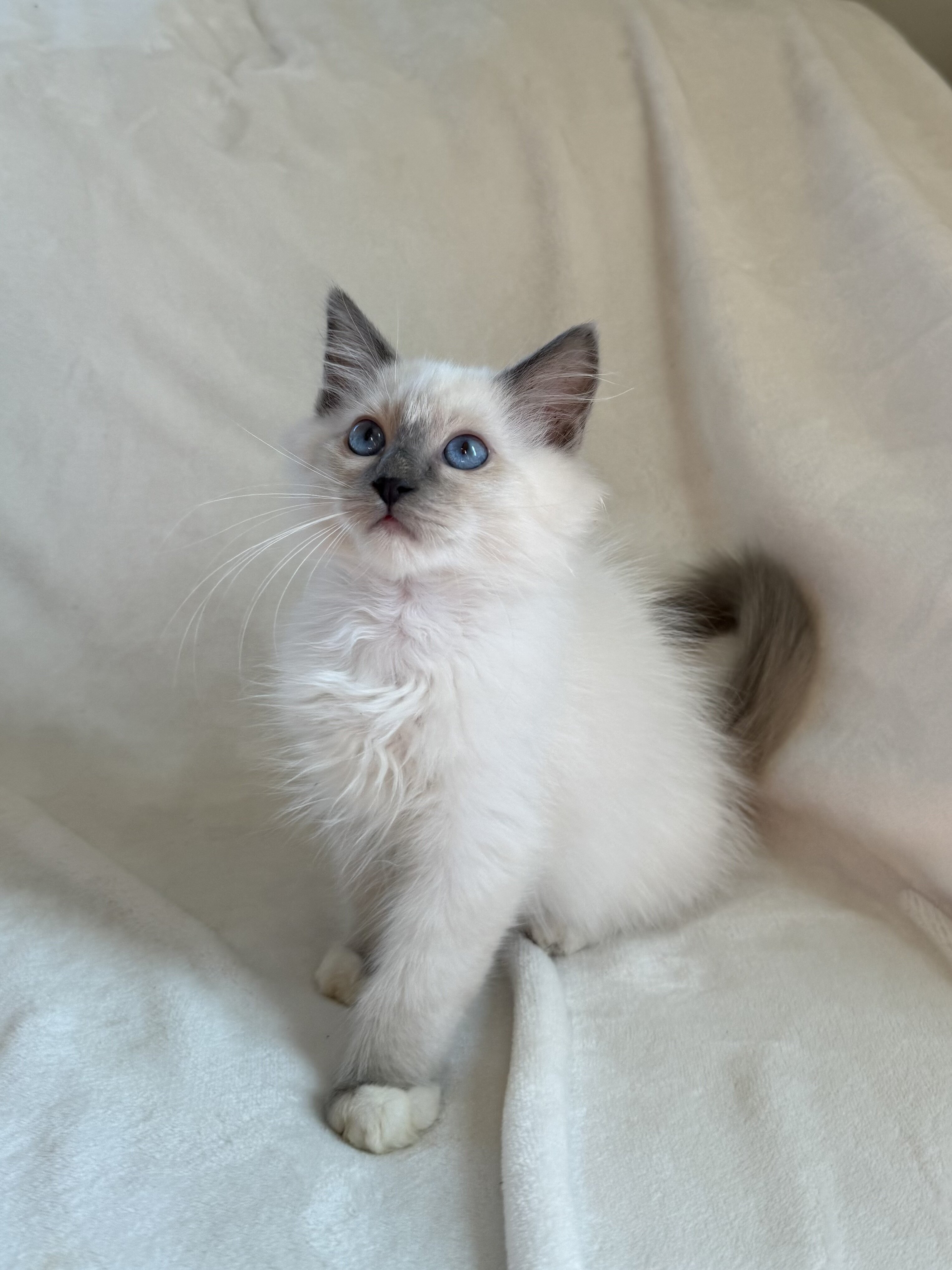 TICA Blue Mitted Ragdoll Boy image 3