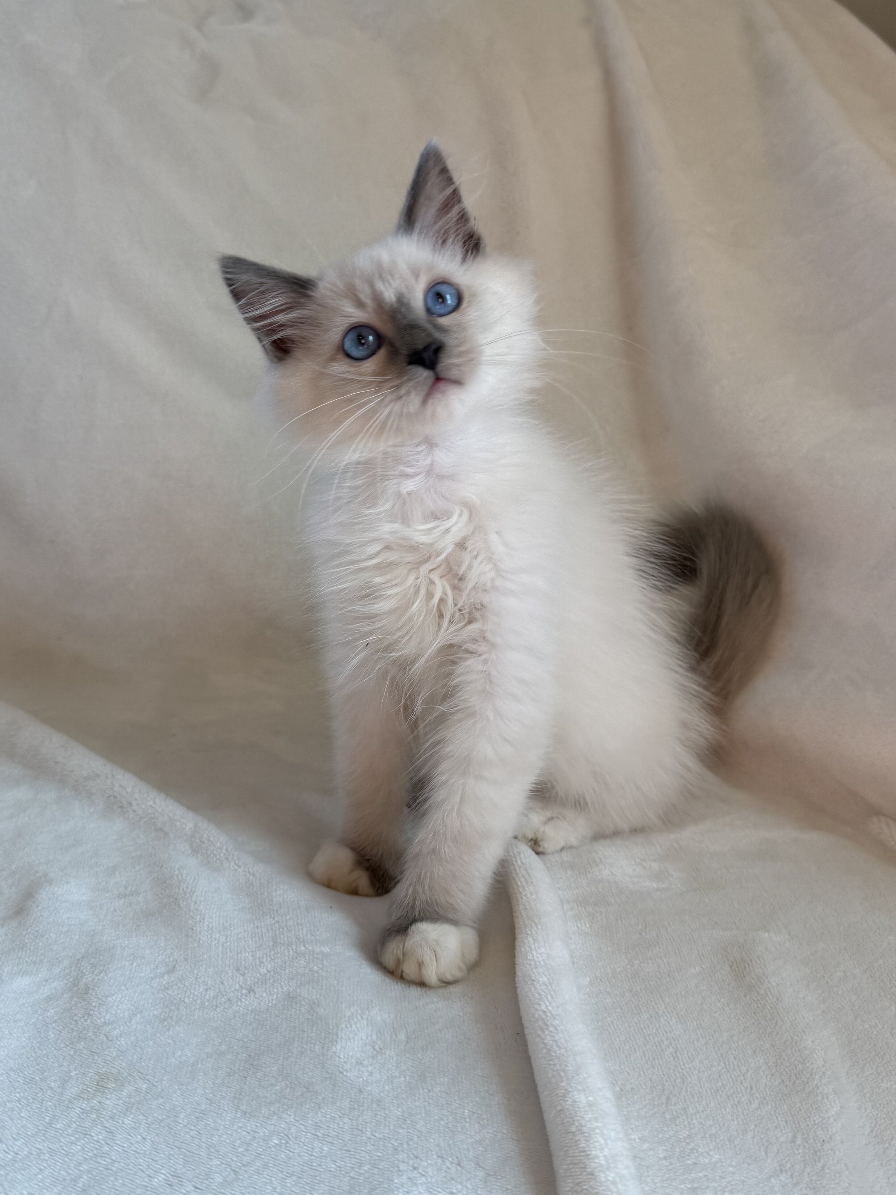 TICA Blue Mitted Ragdoll Boy image 2