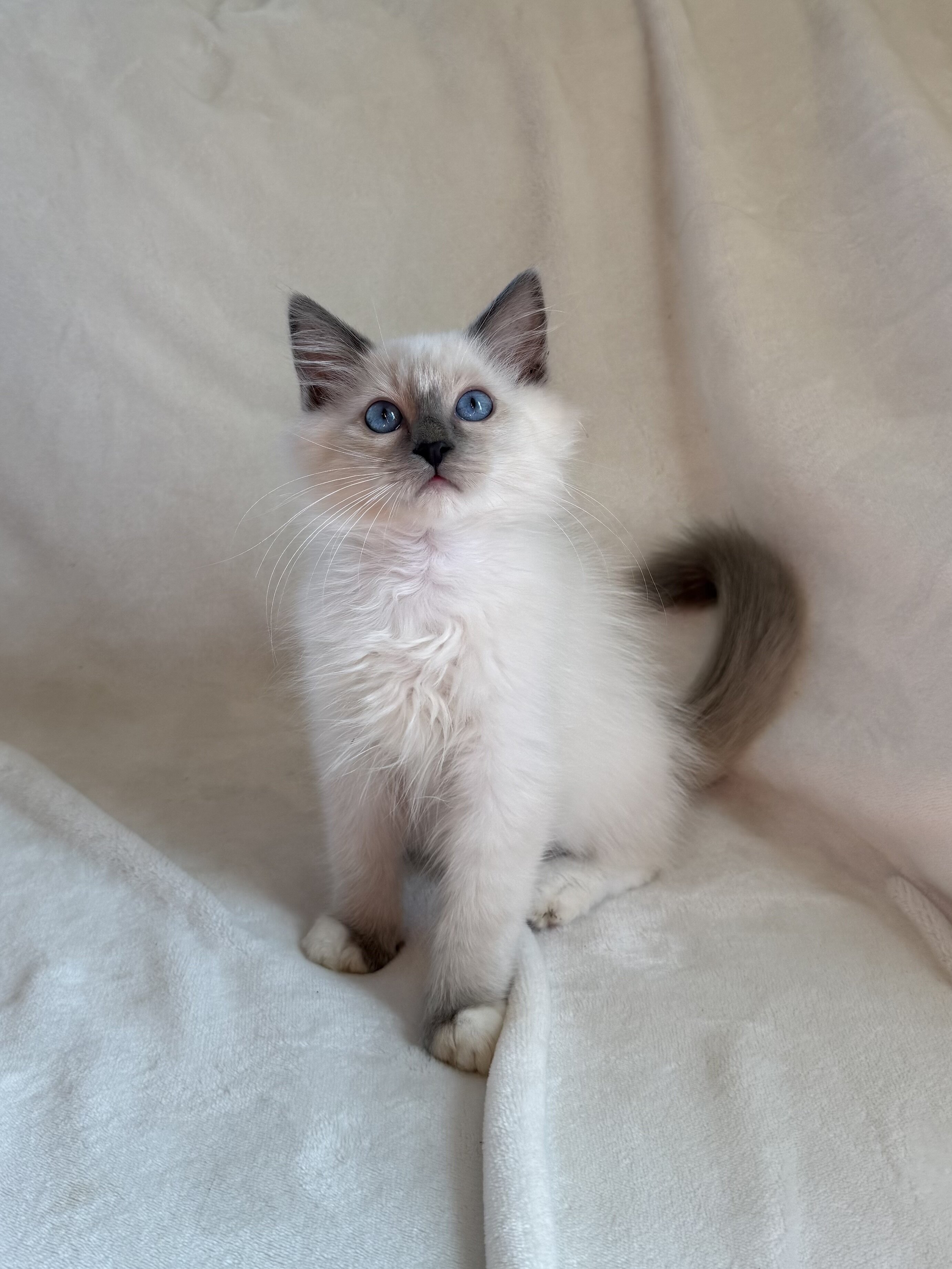 TICA Blue Mitted Ragdoll Boy image 1