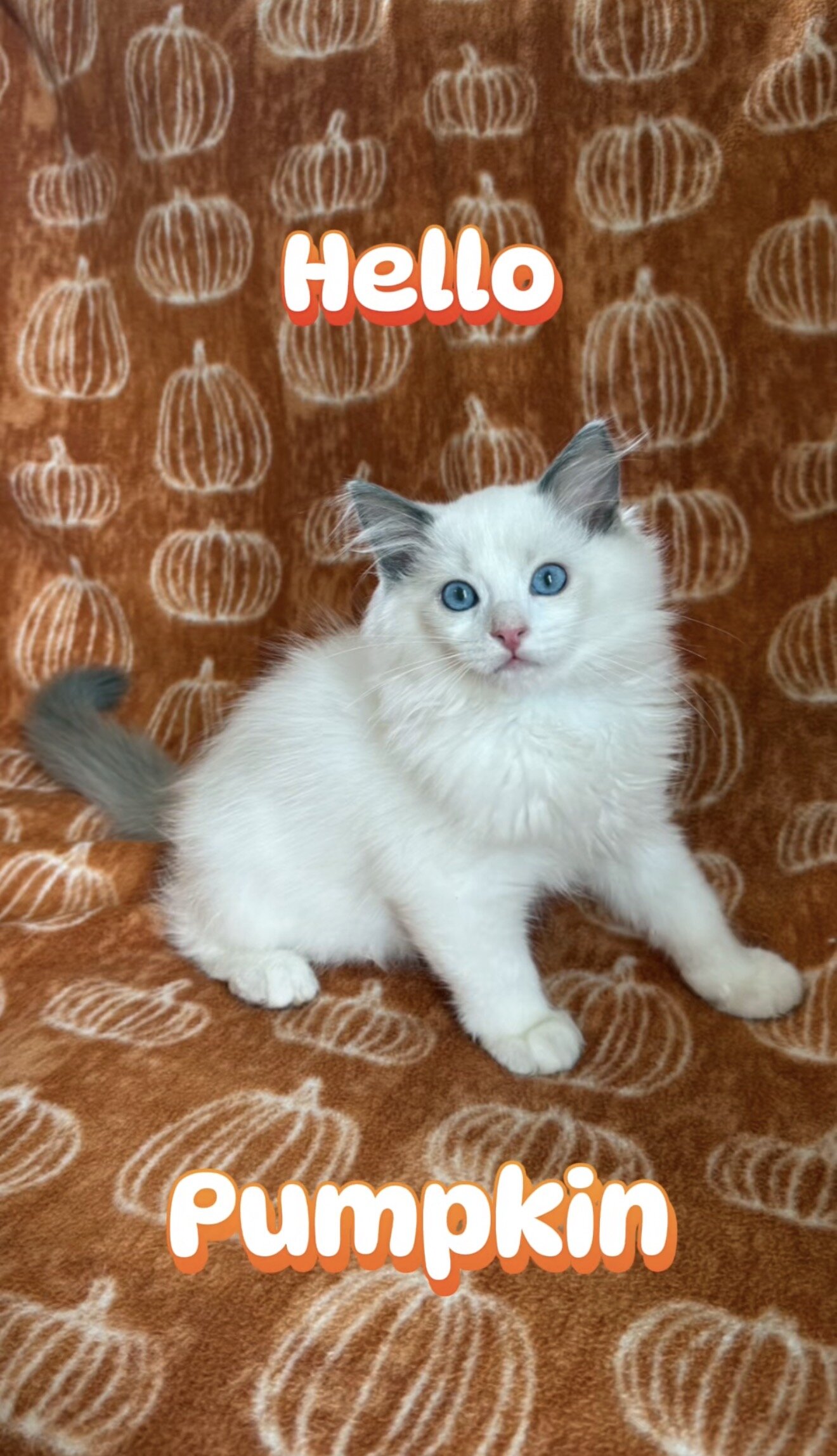 TICA blue bicolor ragdoll girl image 1