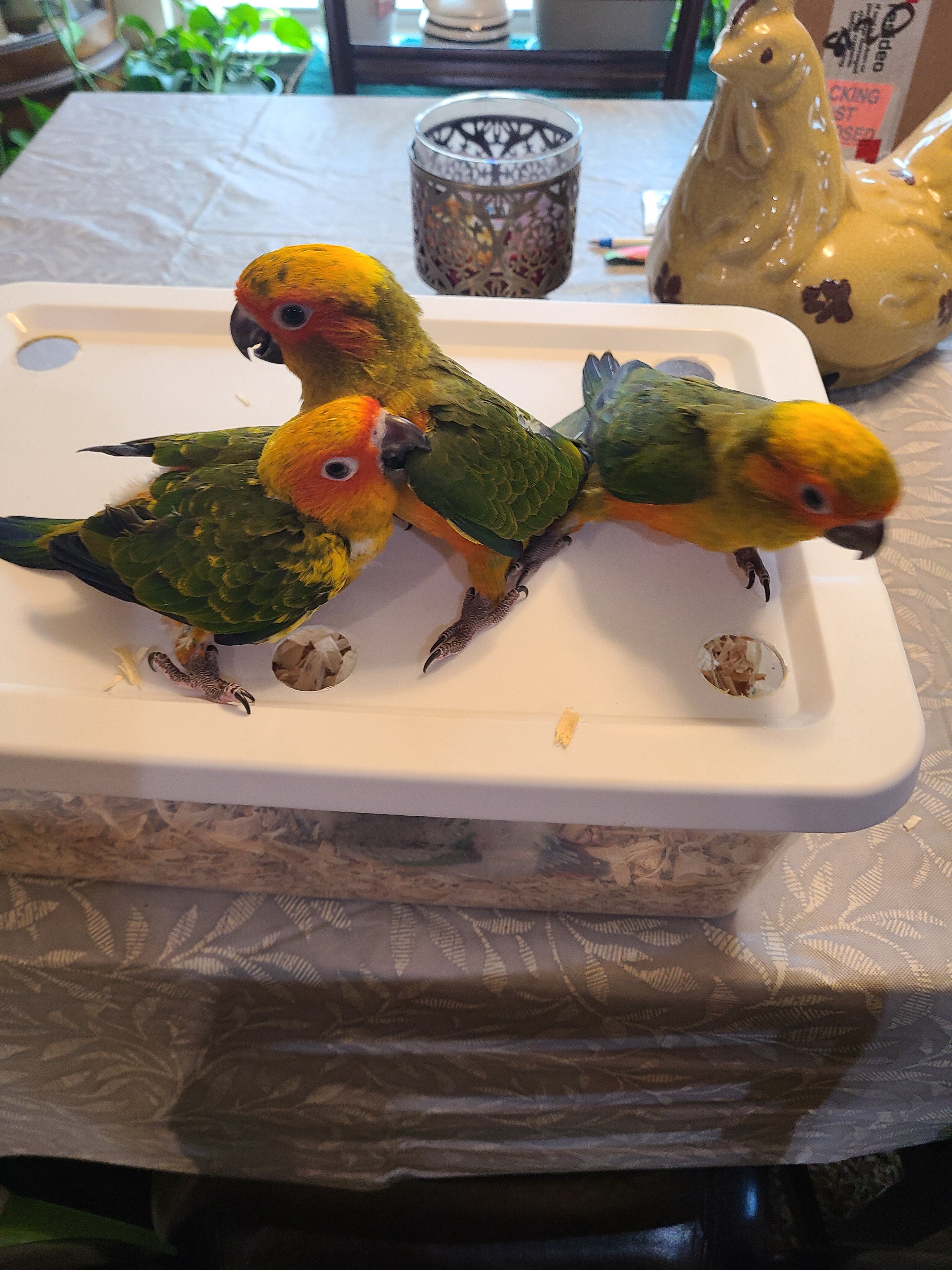 Sun Conure Fledgling image 1
