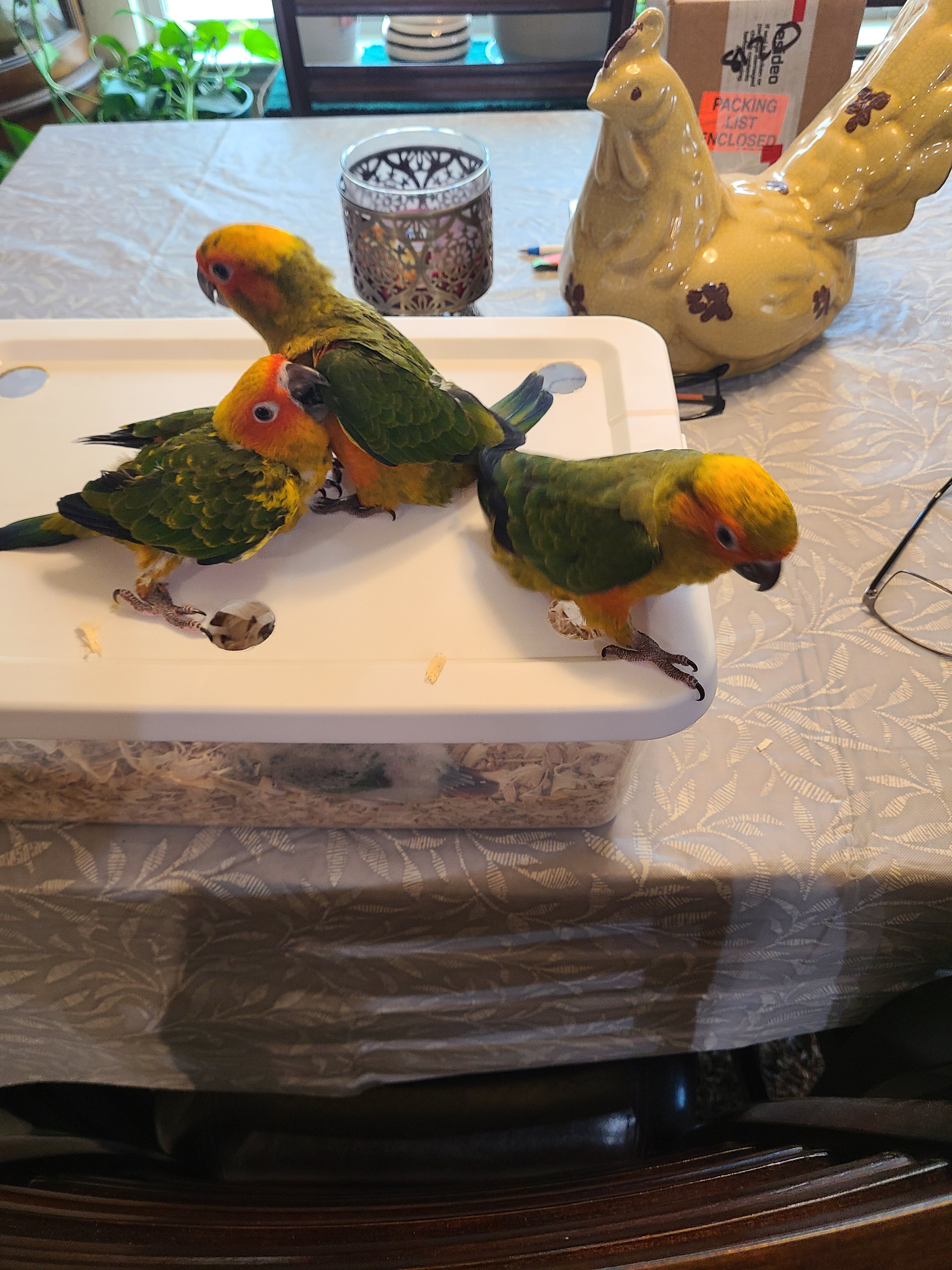 Sun Conure Fledgling image 4