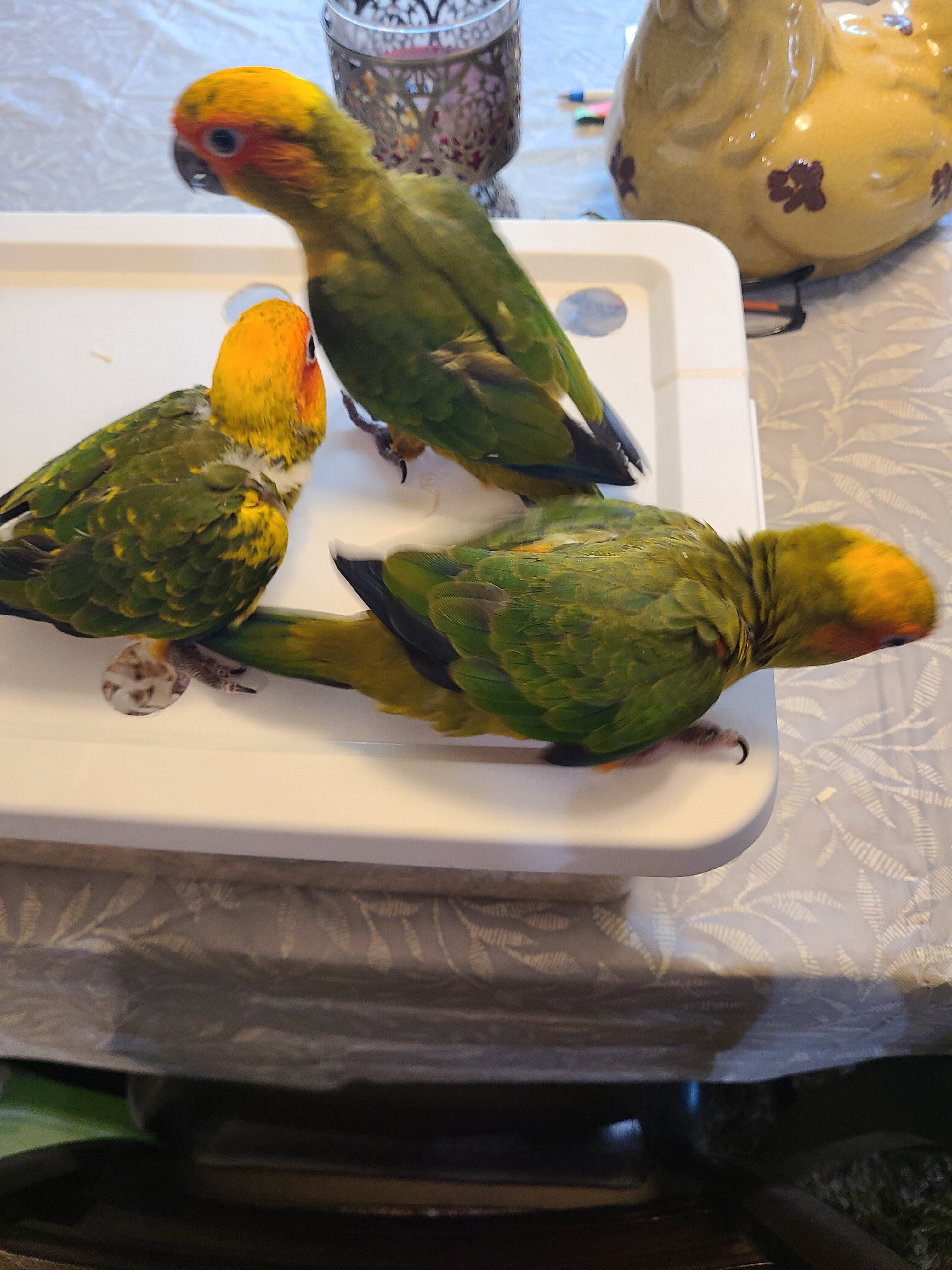 Sun Conure Fledgling image 3