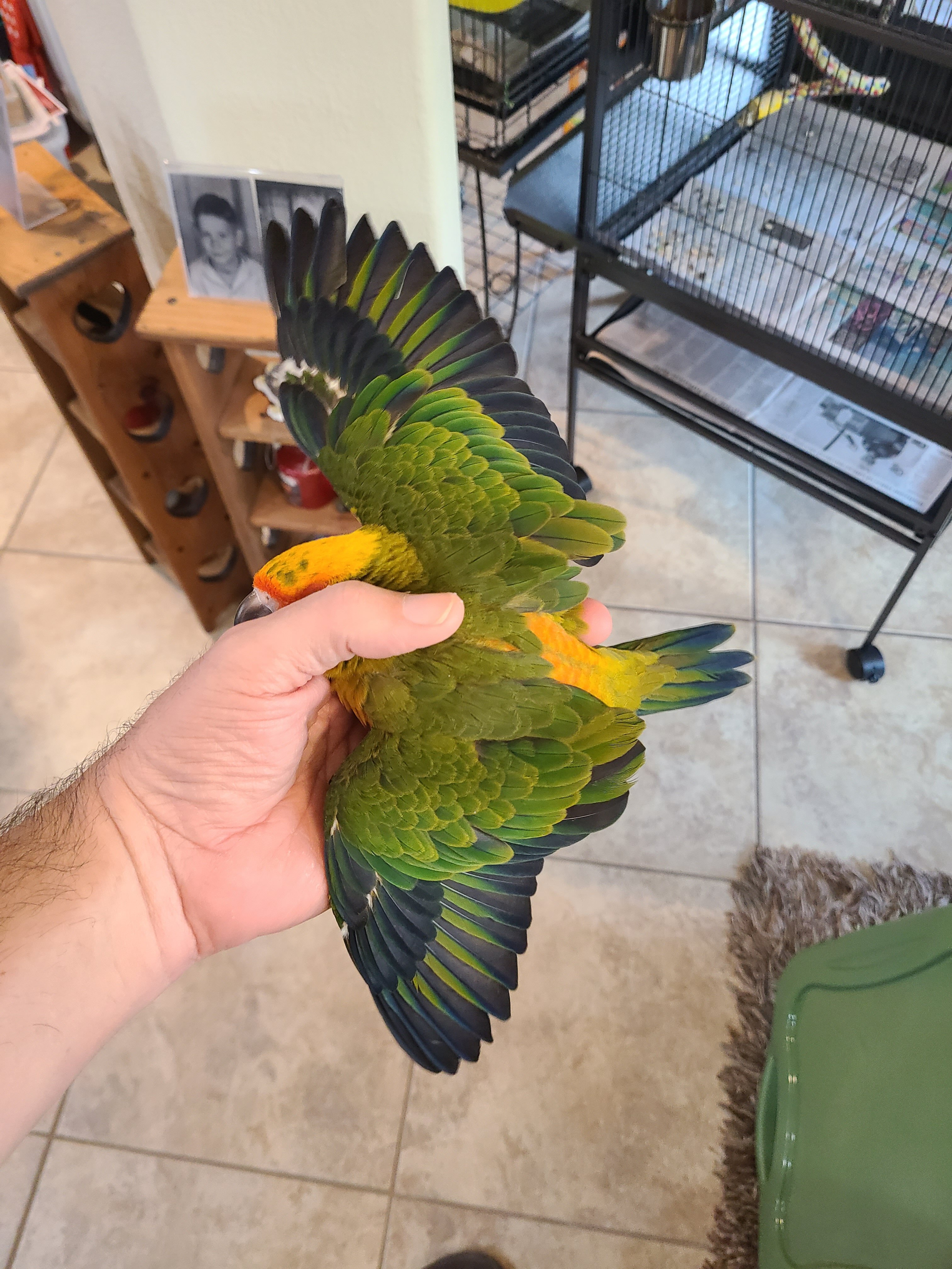 Sun Conure Fledgling image 2
