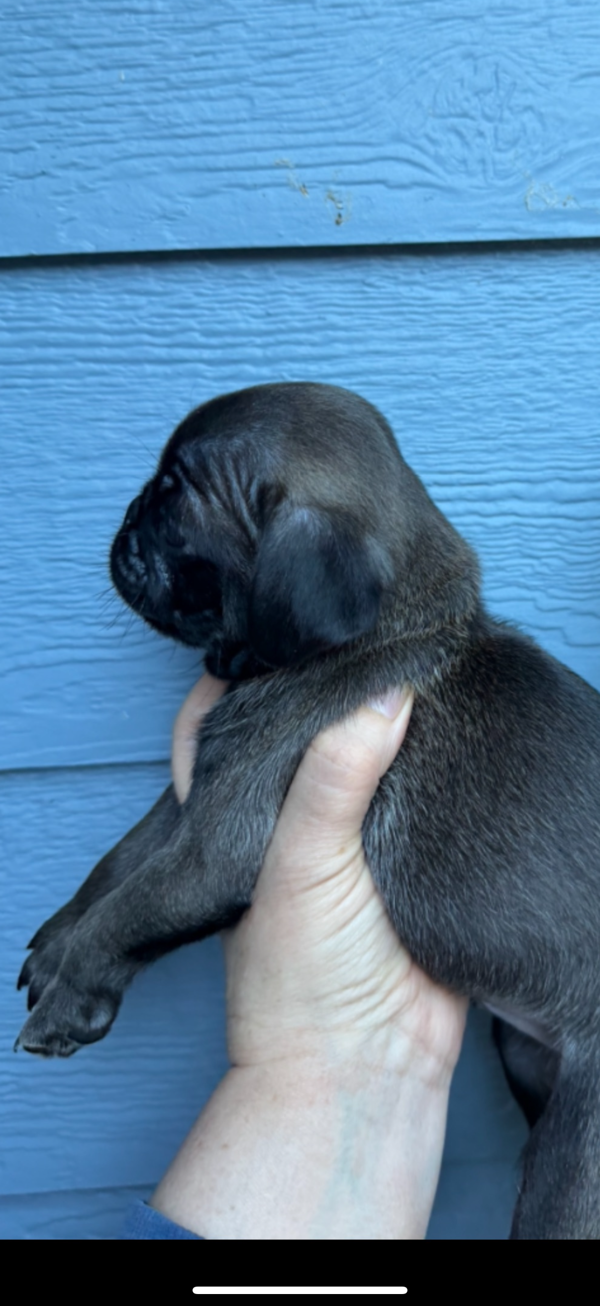 Pug silver image 1