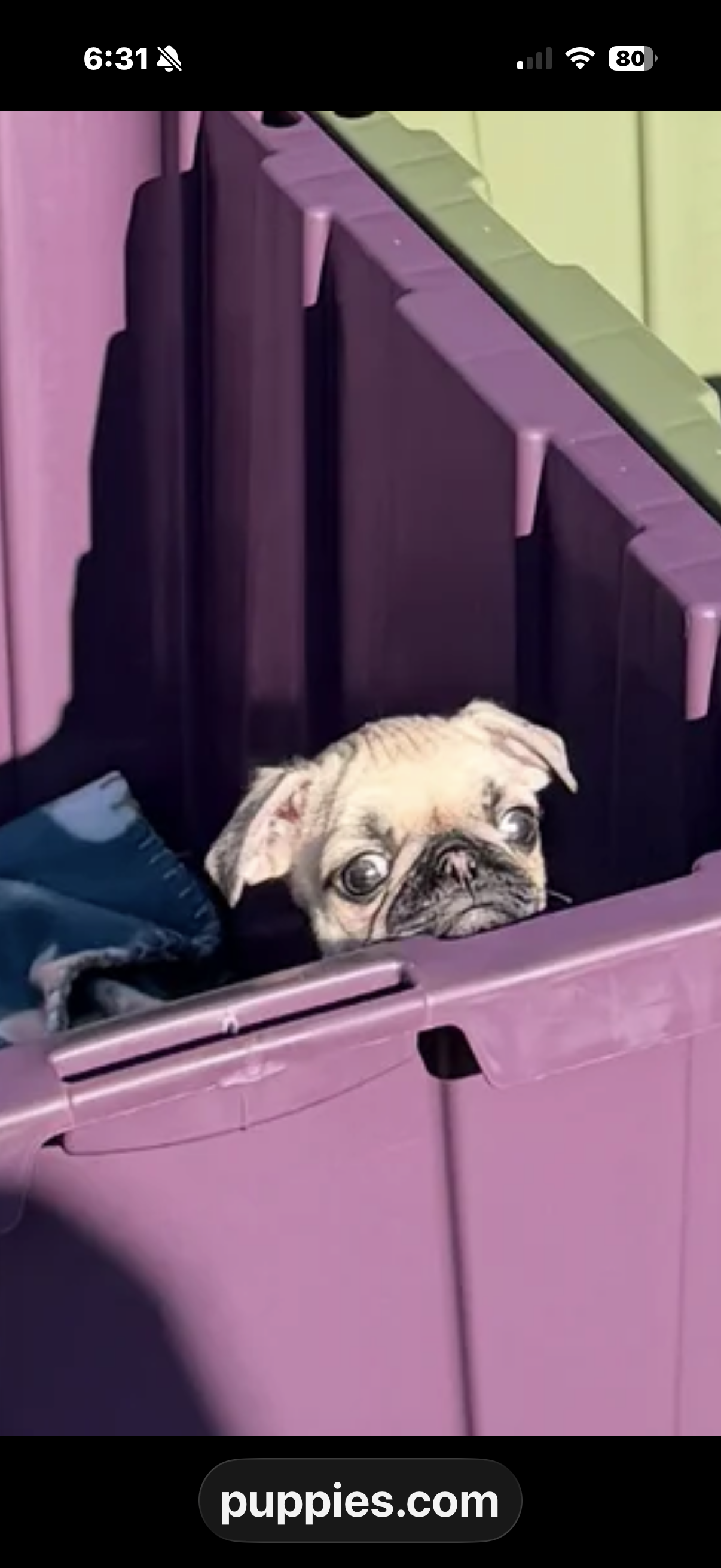 Pug image 1