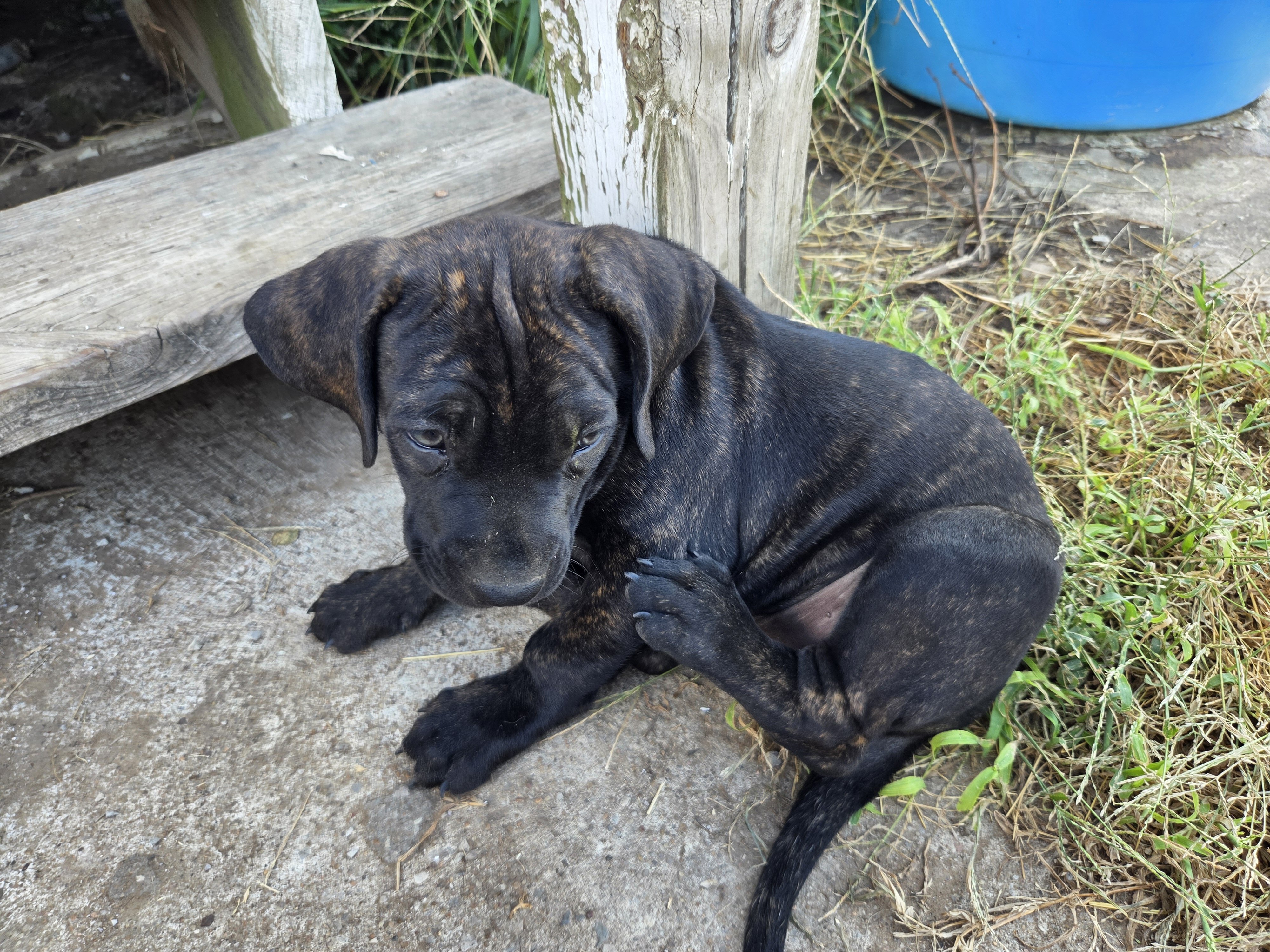 Brazilian Mastiff puppies image 1