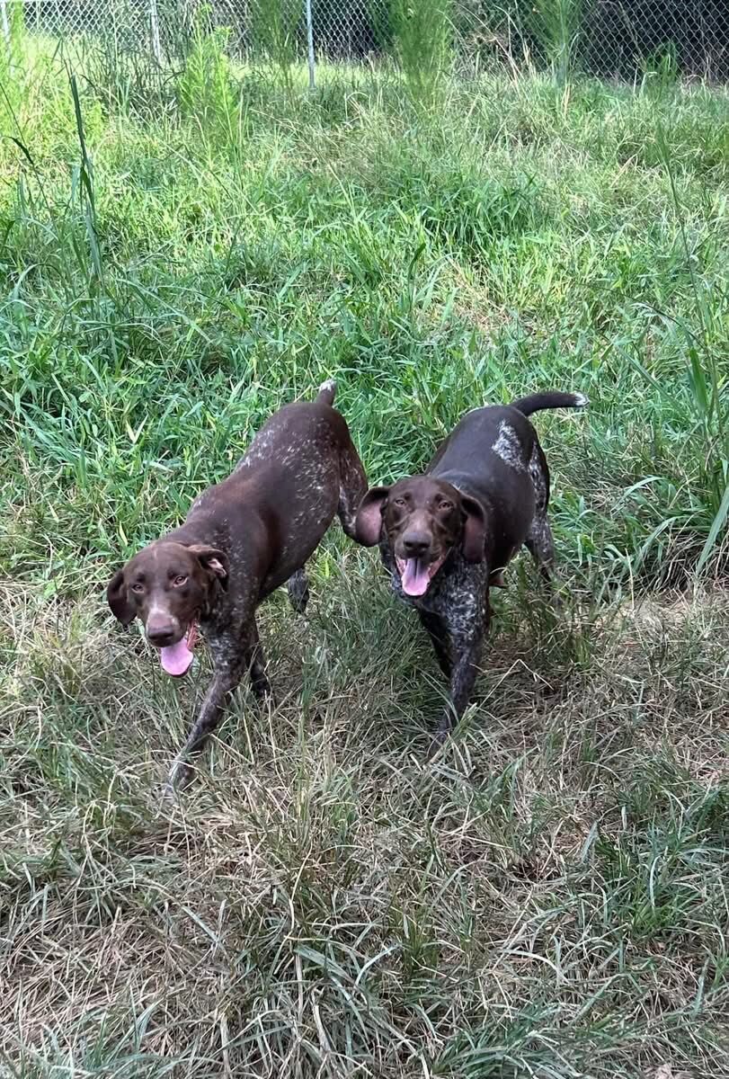 AKC GSP Puppies image 1