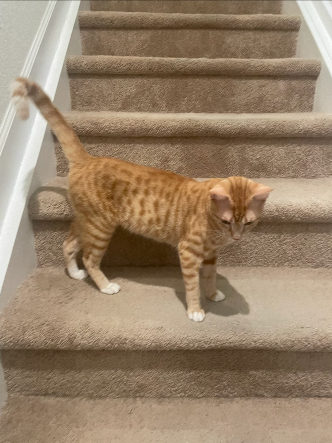 Orange Tabby Kitten image 6
