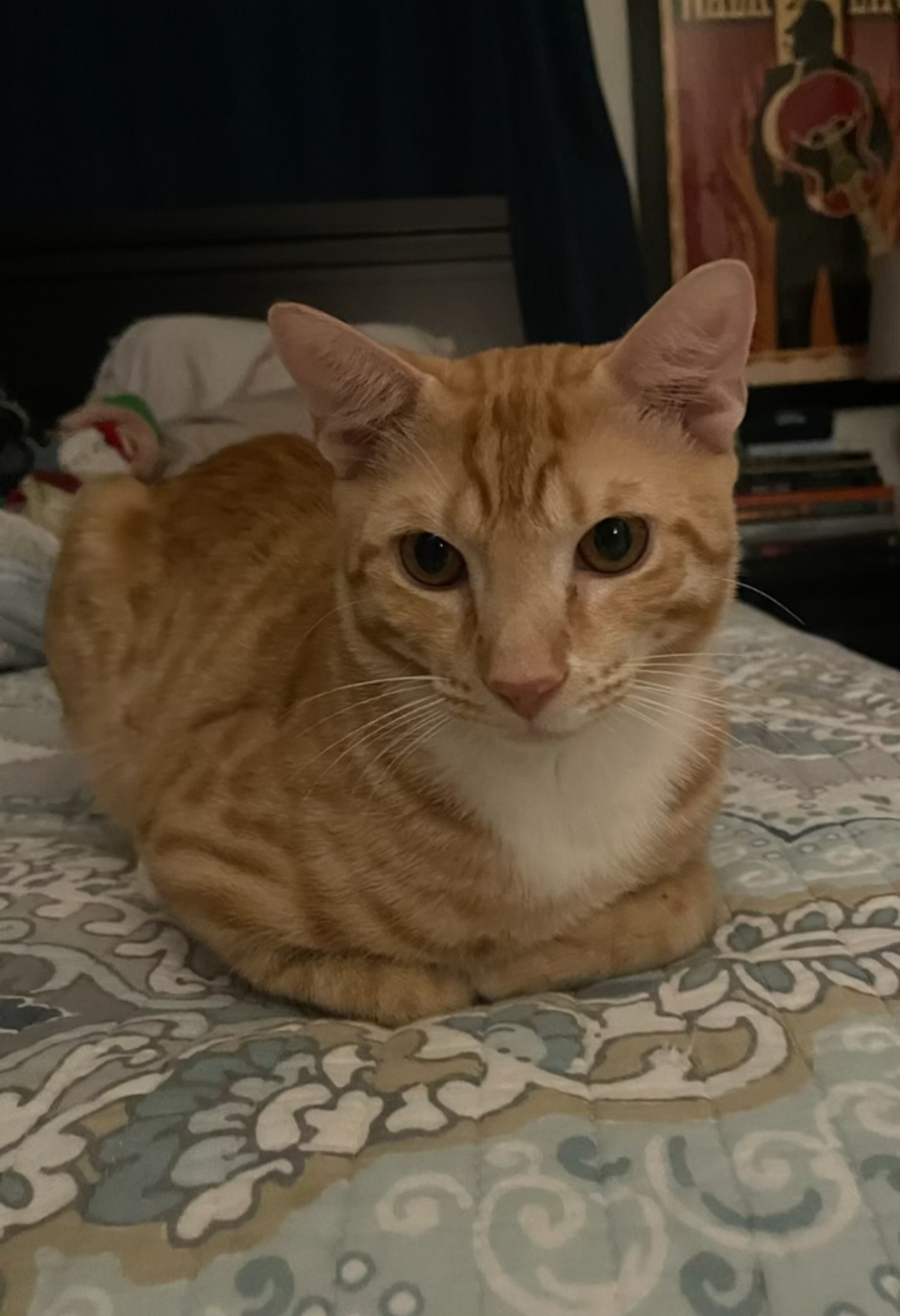 Orange Tabby Kitten image 1