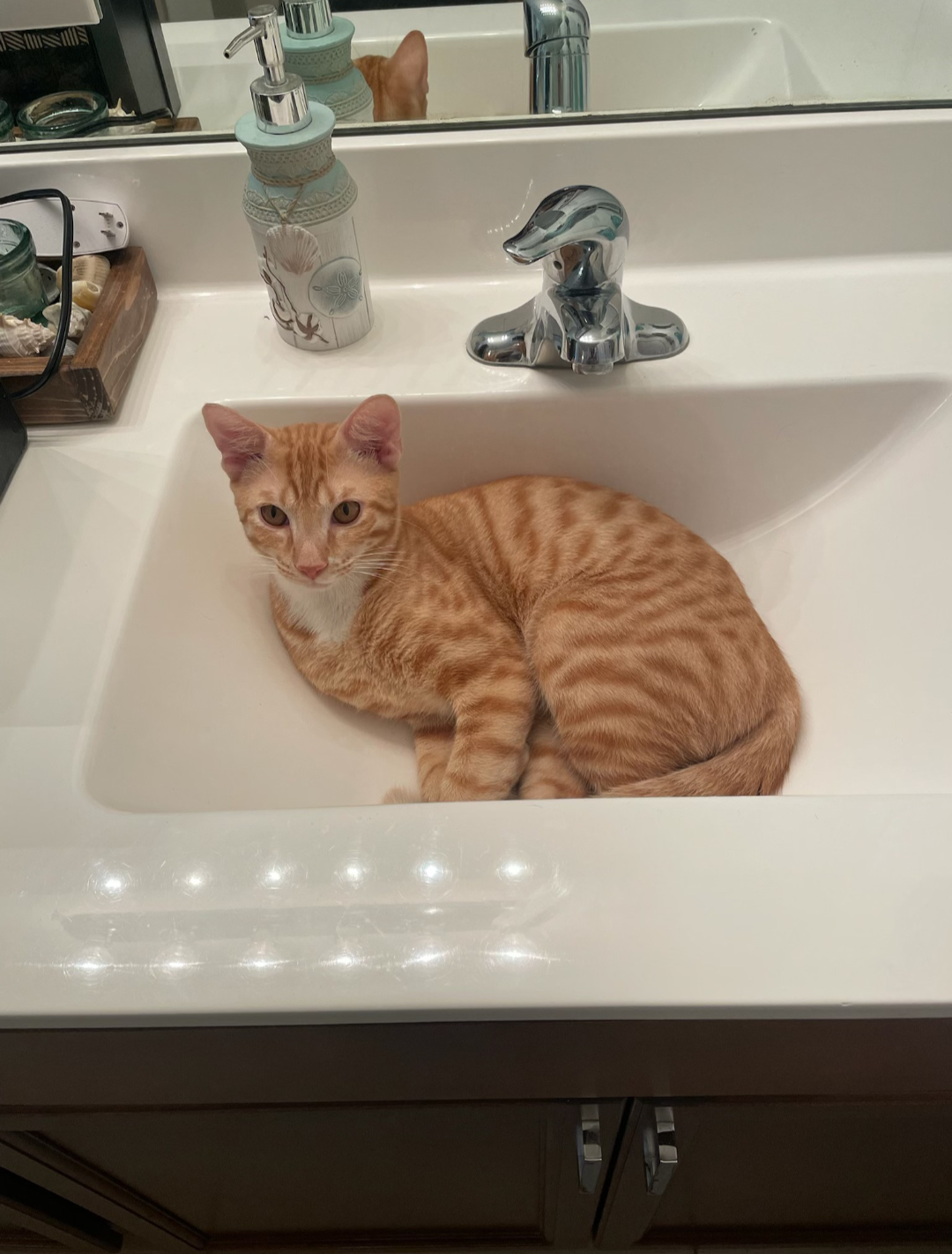 Orange Tabby Kitten image 2