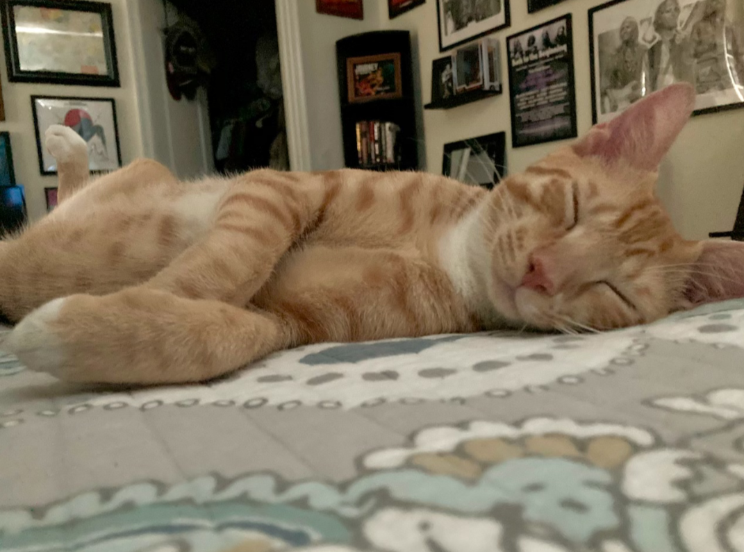 Orange Tabby Kitten image 3