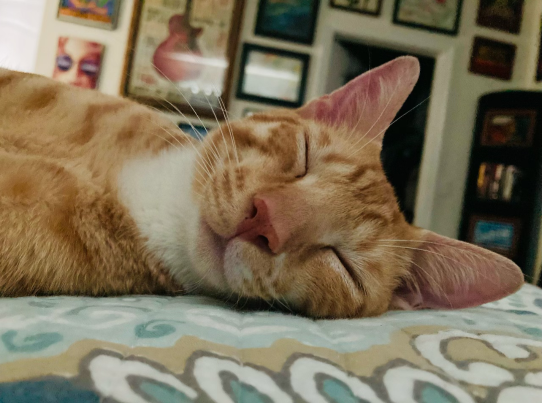 Orange Tabby Kitten image 4