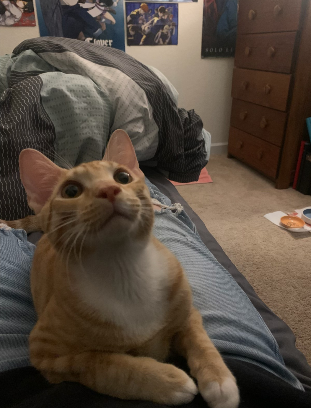 Orange Tabby Kitten image 5