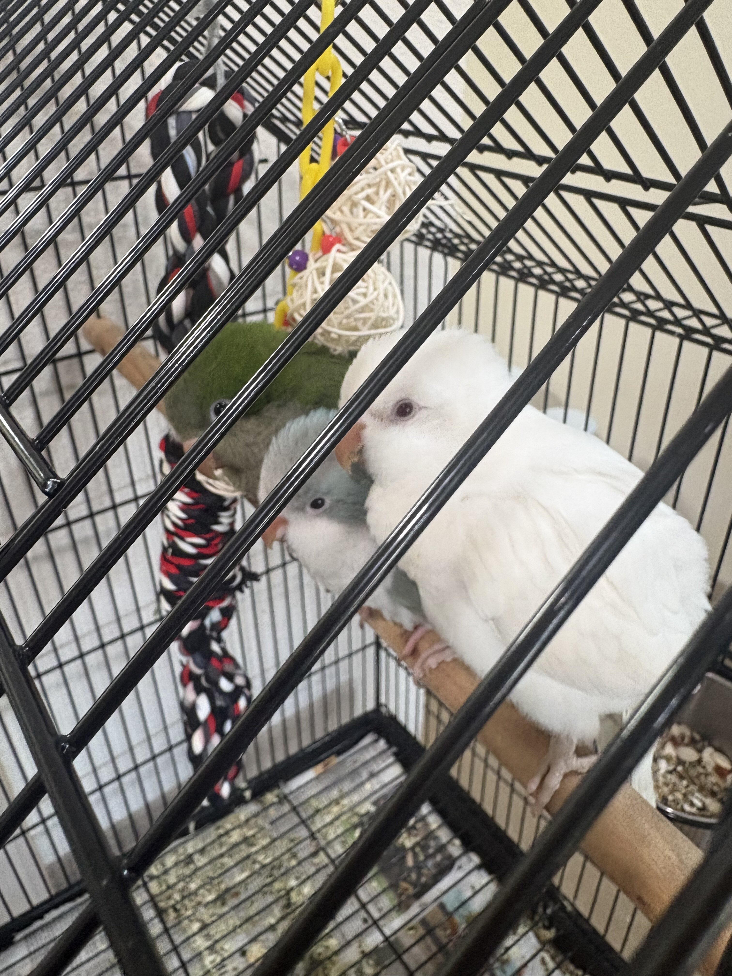 Quaker Parrot image 5