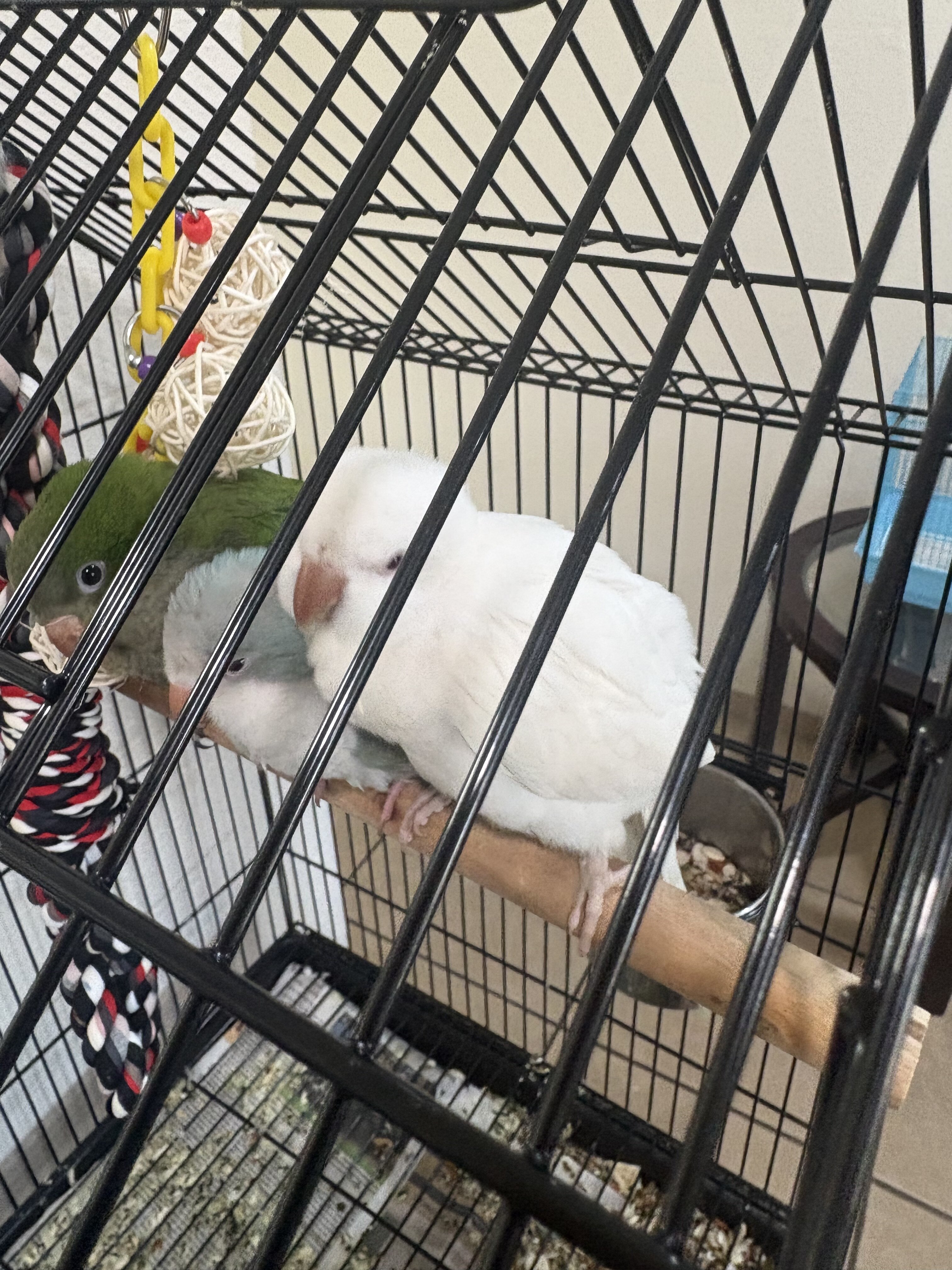 Quaker Parrot image 4